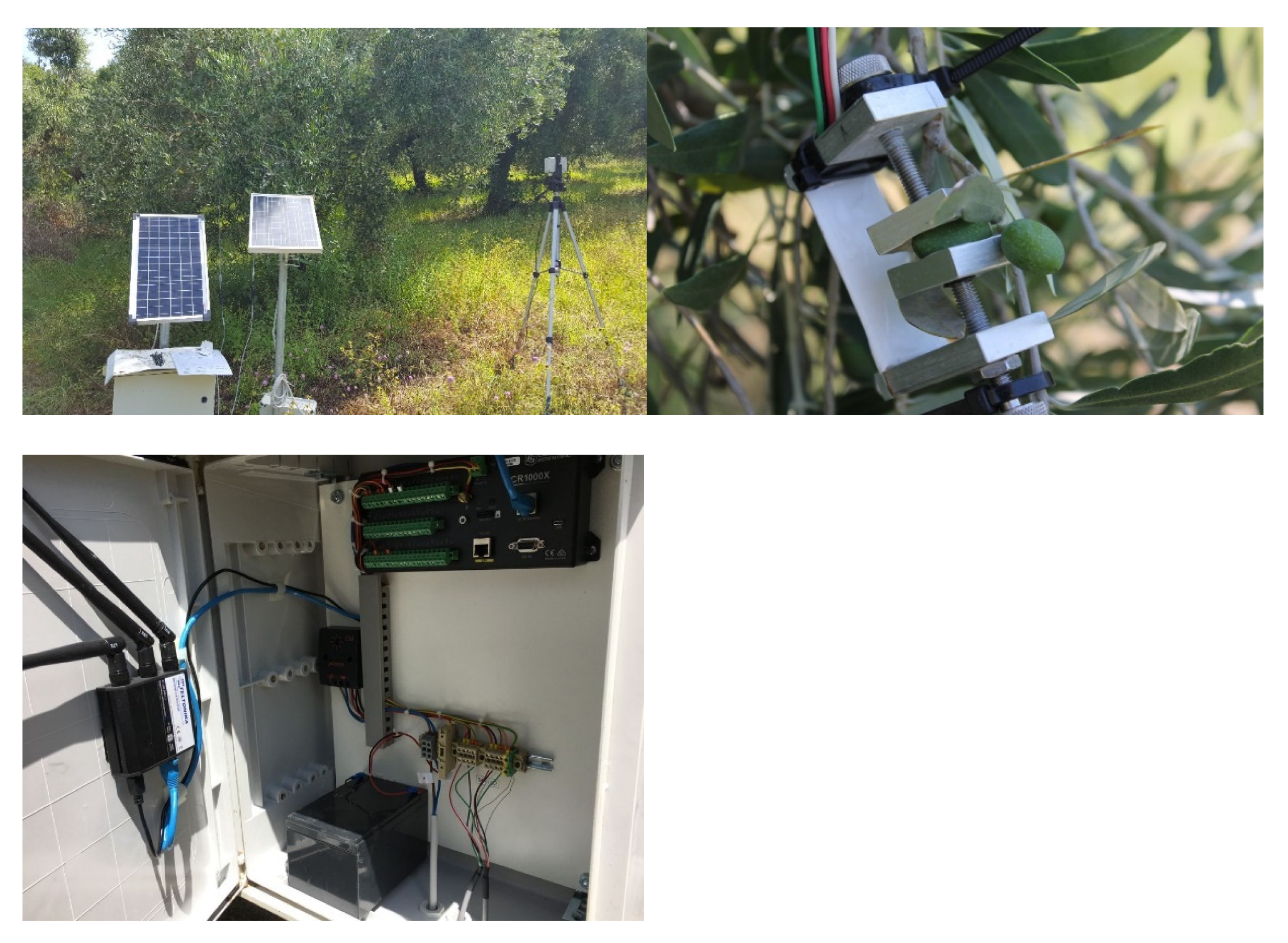 Horticulturae 07 00349 g001