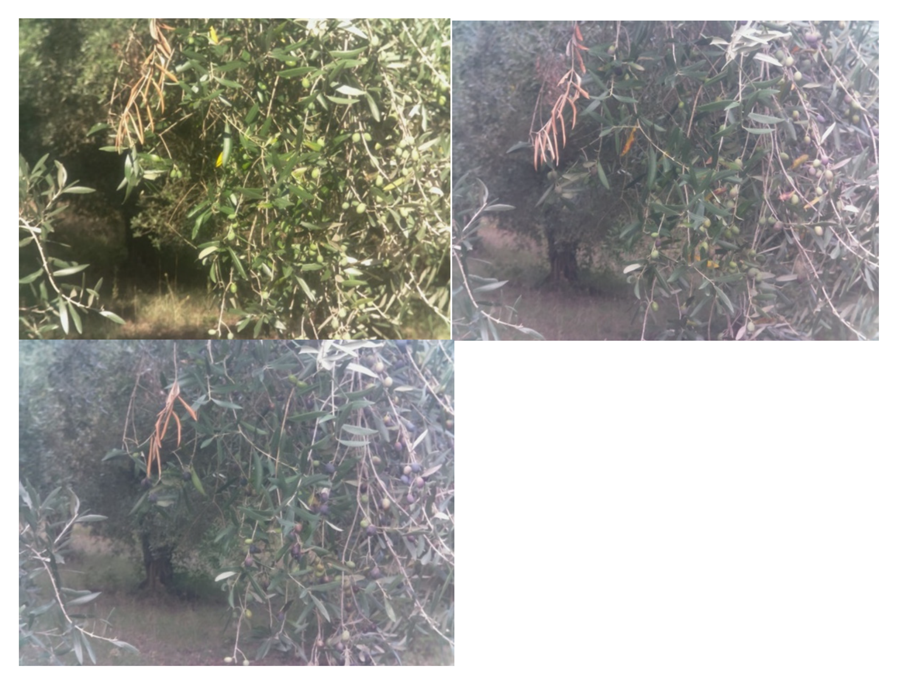 Horticulturae 07 00349 g012