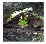 Horticulturae 07 00351 i008