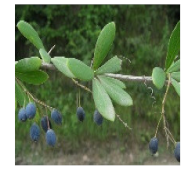 Horticulturae 07 00351 i009