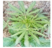 Horticulturae 07 00351 i014