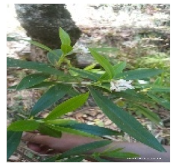 Horticulturae 07 00351 i026