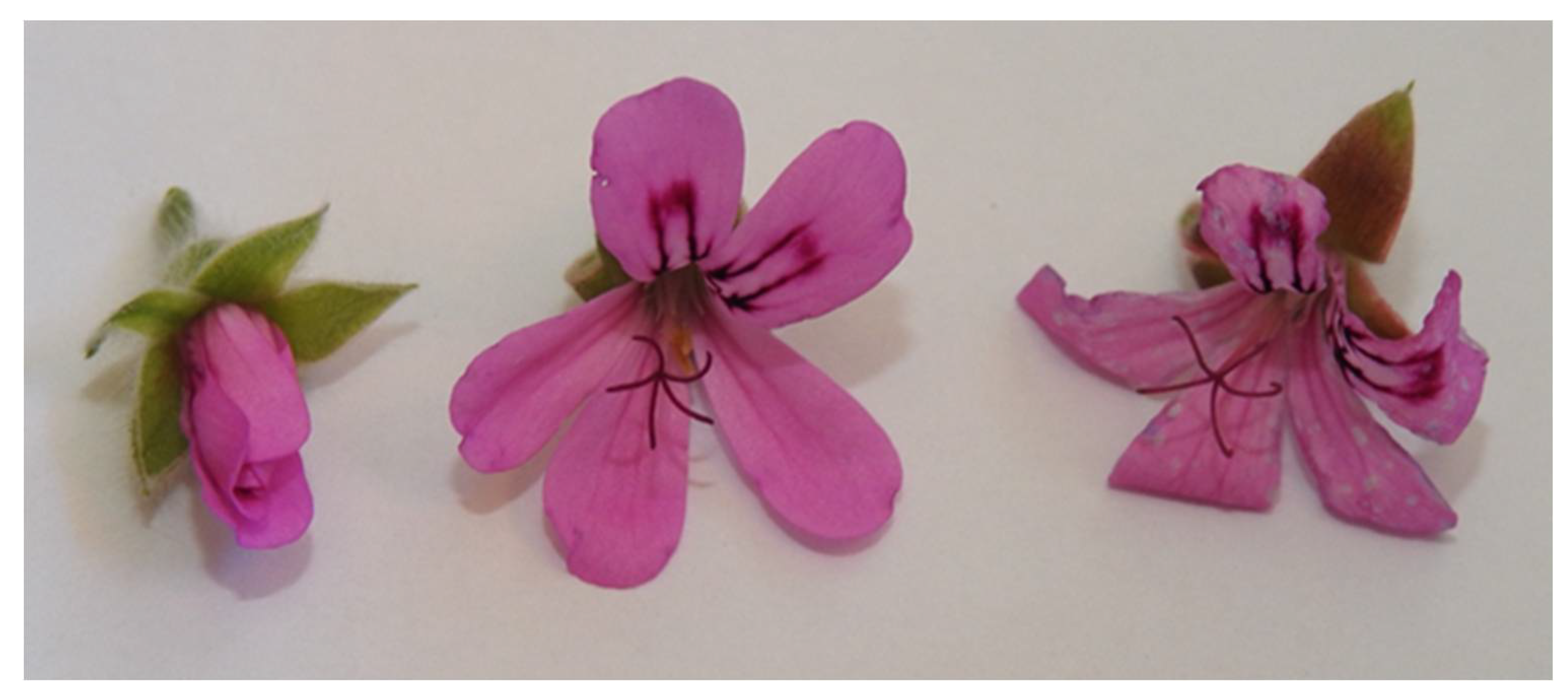 Horticulturae 07 00419 g001