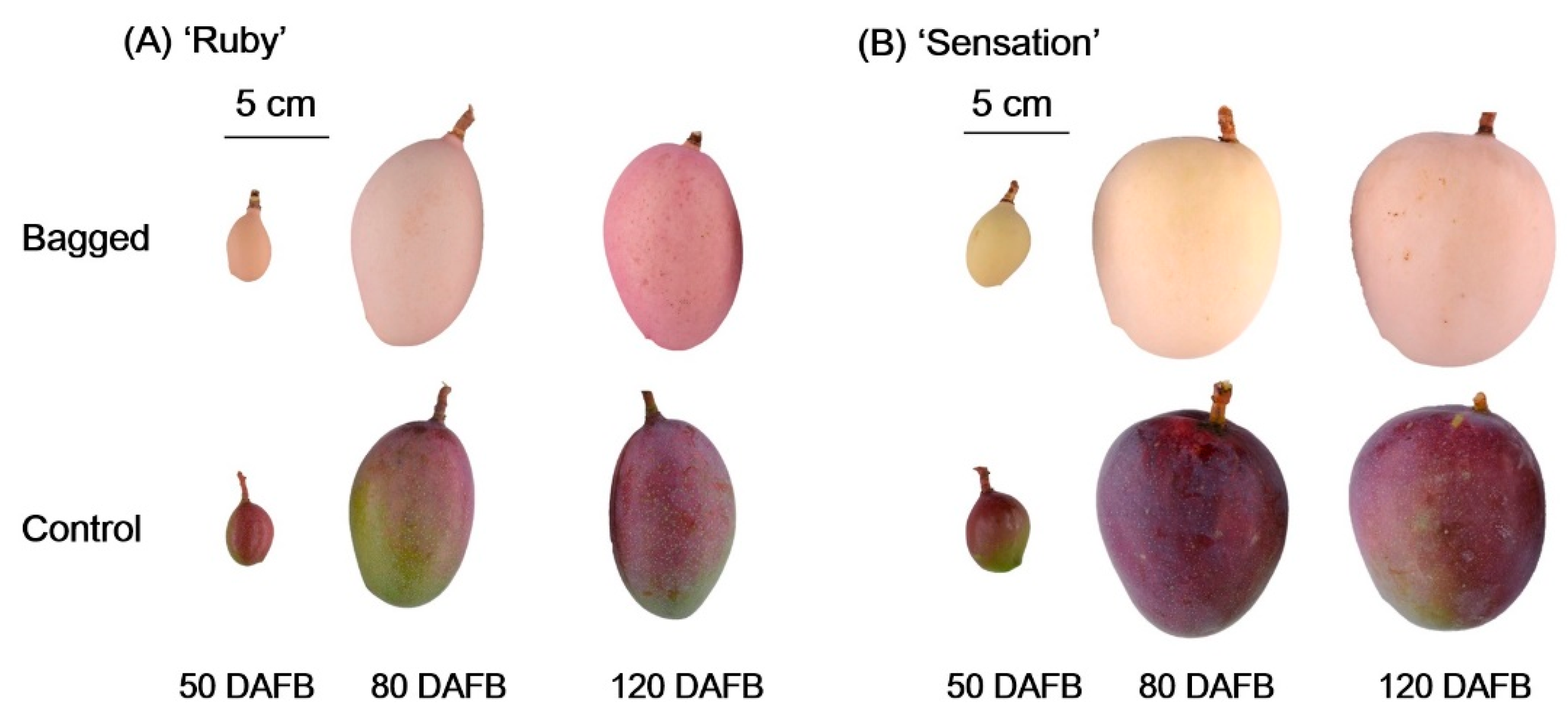 Horticulturae 07 00423 g001 Horticulturae 07 00423 g001