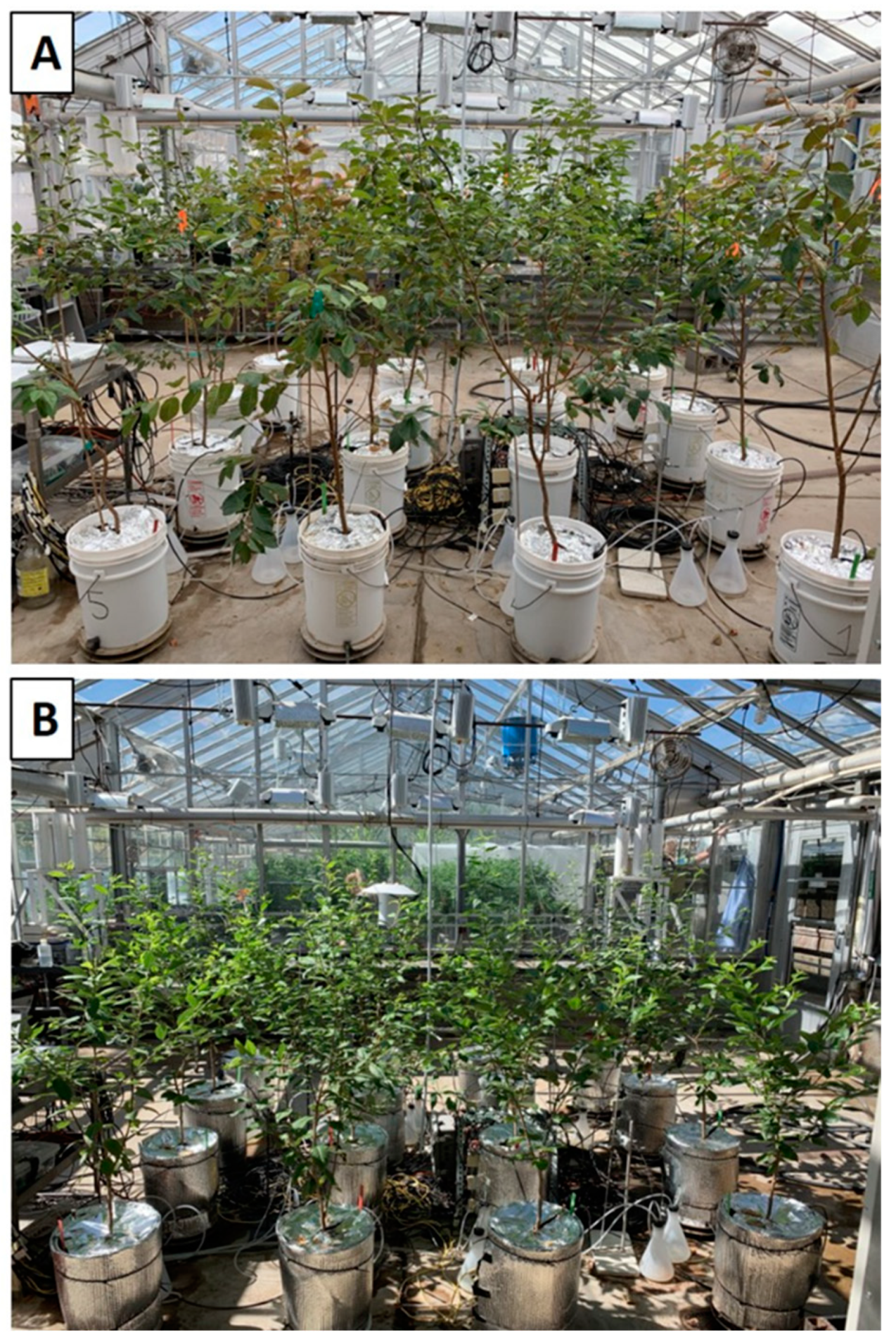 Horticulturae 07 00424 g001