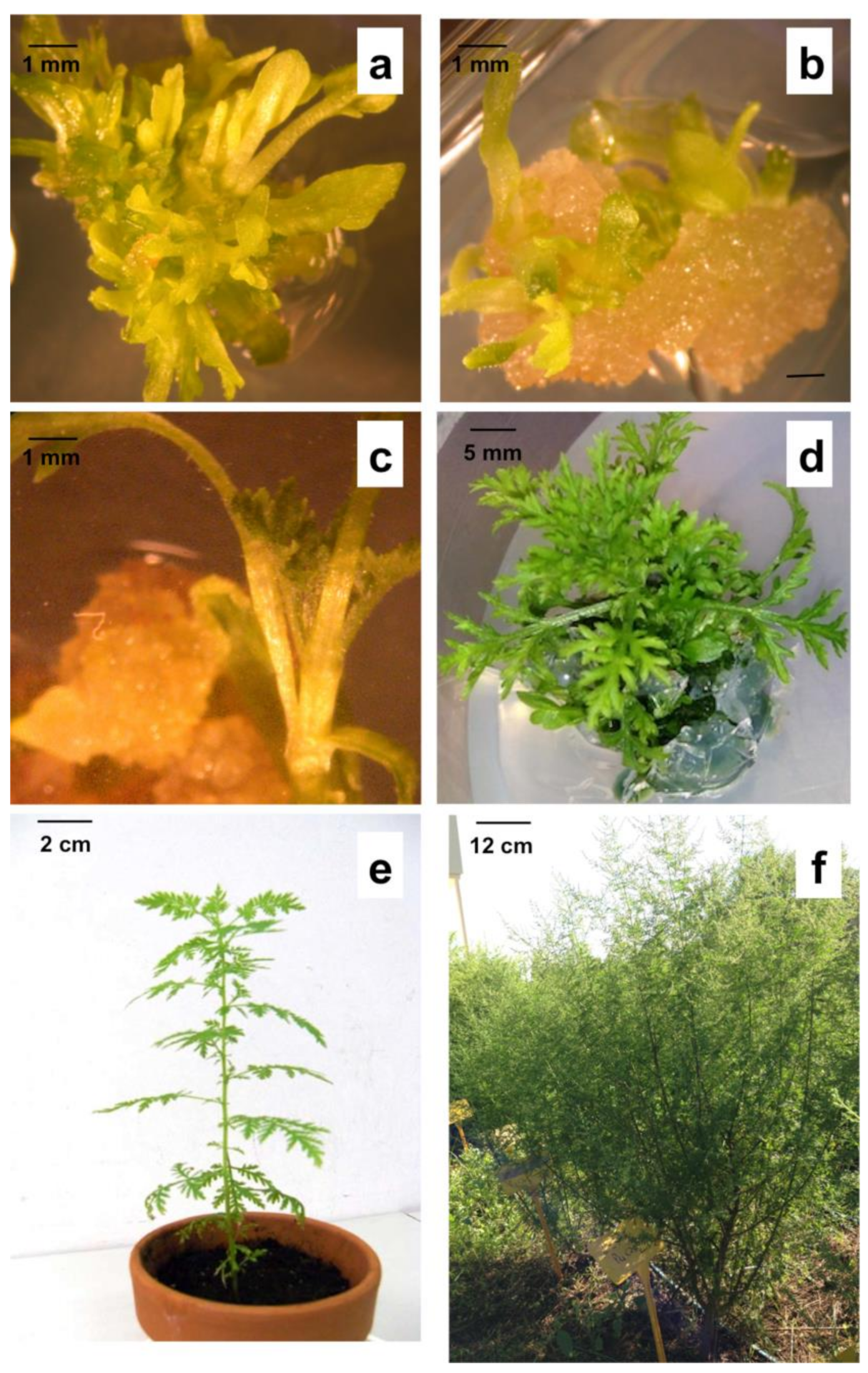 Horticulturae 07 00438 g001