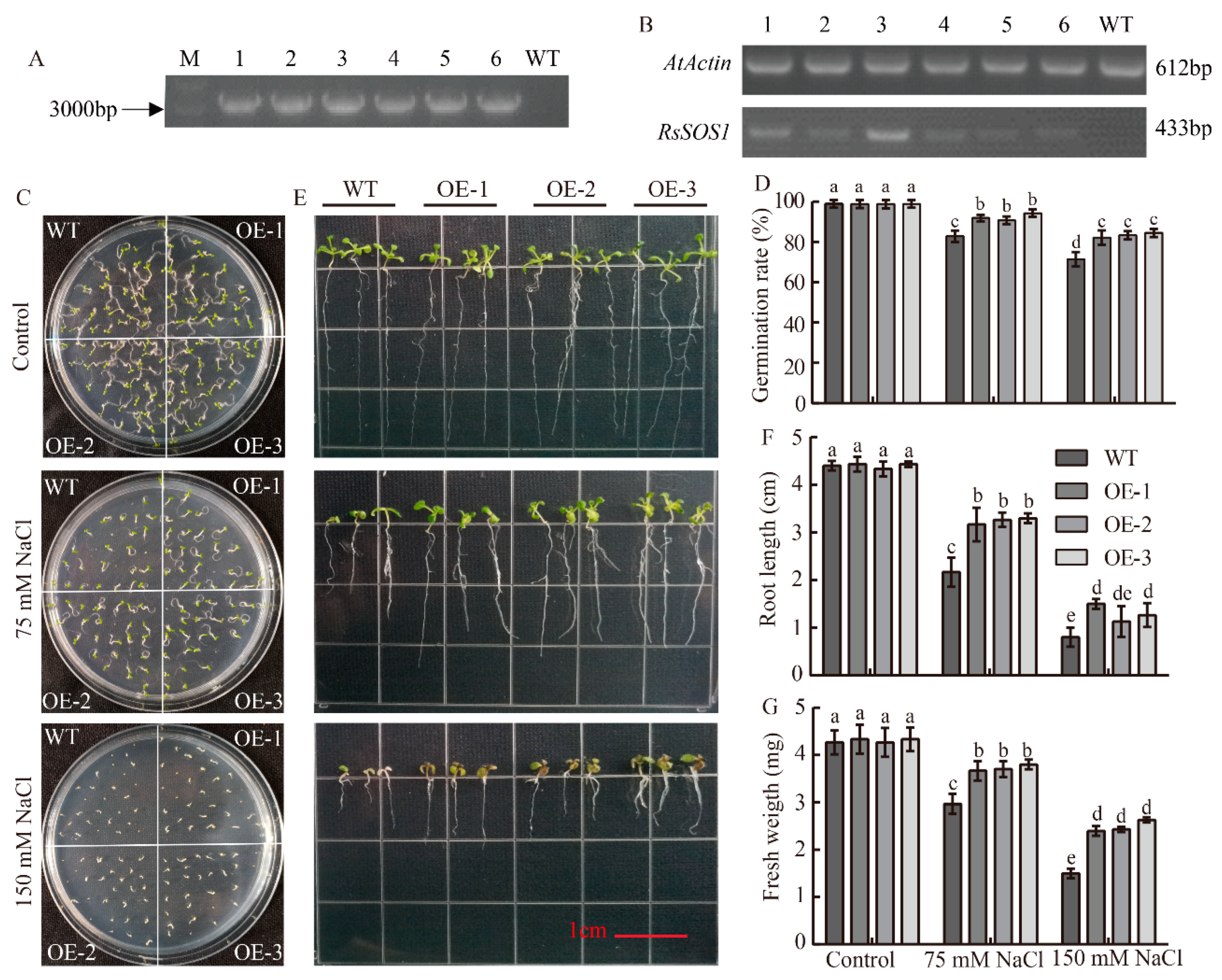 Horticulturae 07 00458 g005