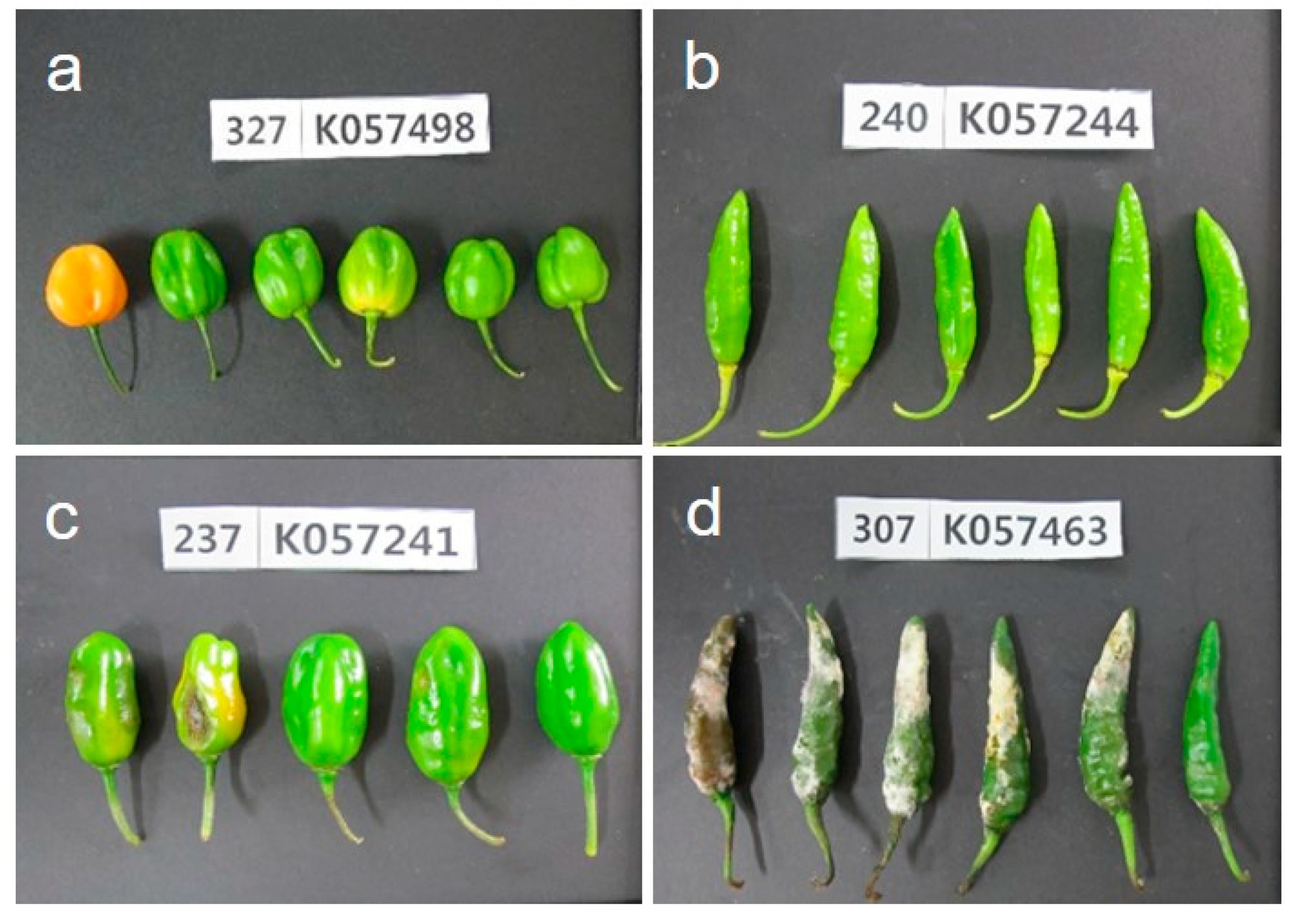 Horticulturae 07 00460 g002