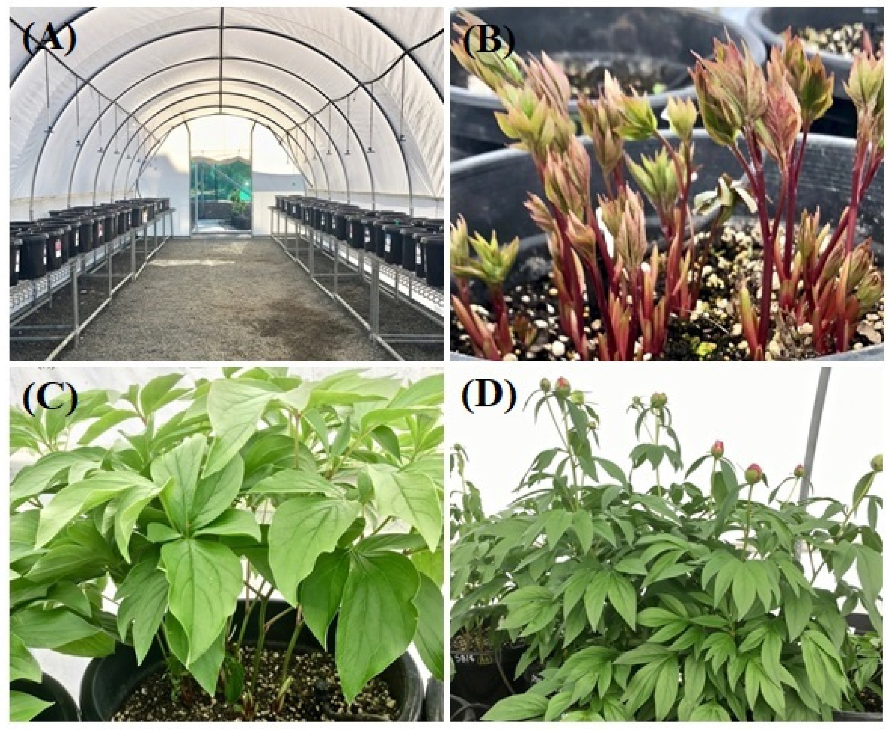 Horticulturae 07 00476 g001