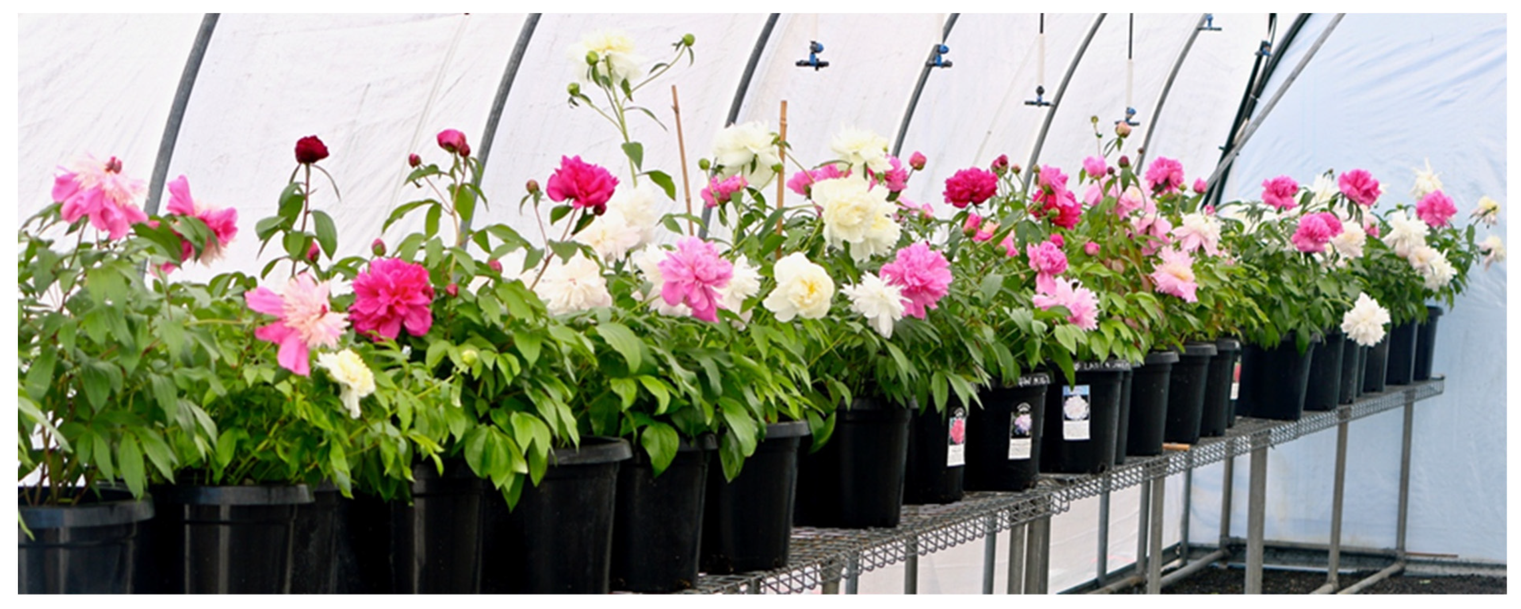 Horticulturae 07 00476 g006