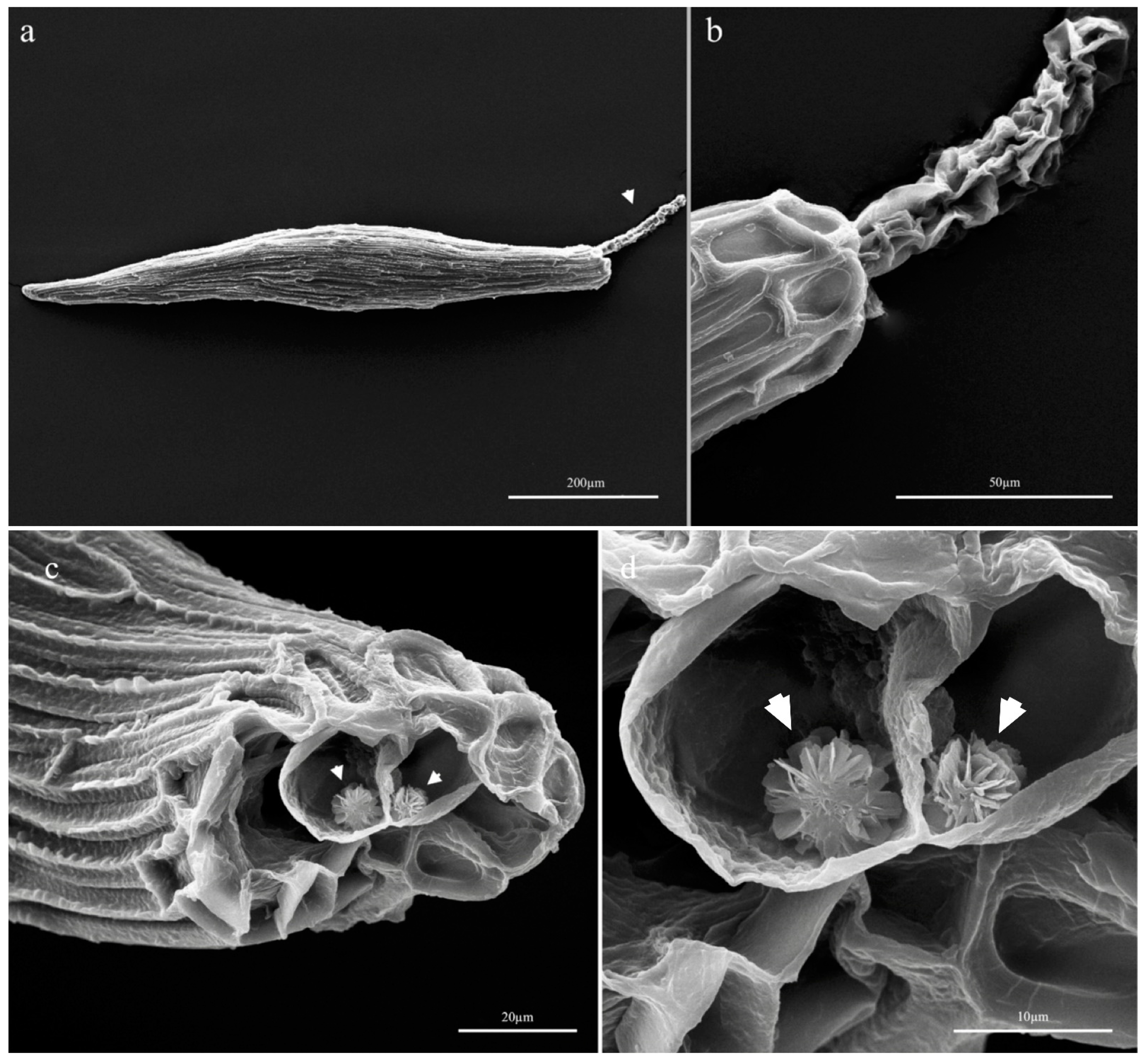 Horticulturae 07 00480 g002