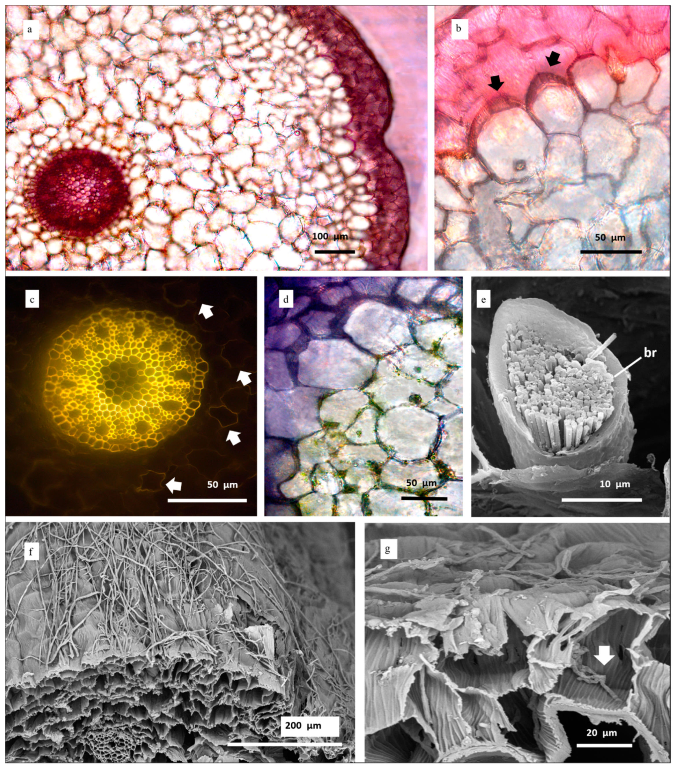 Horticulturae 07 00480 g003