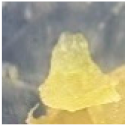 Horticulturae 07 00484 i001