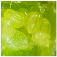 Horticulturae 07 00484 i003