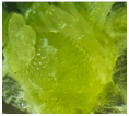 Horticulturae 07 00484 i004