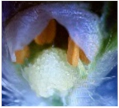 Horticulturae 07 00484 i005