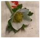 Horticulturae 07 00484 i007