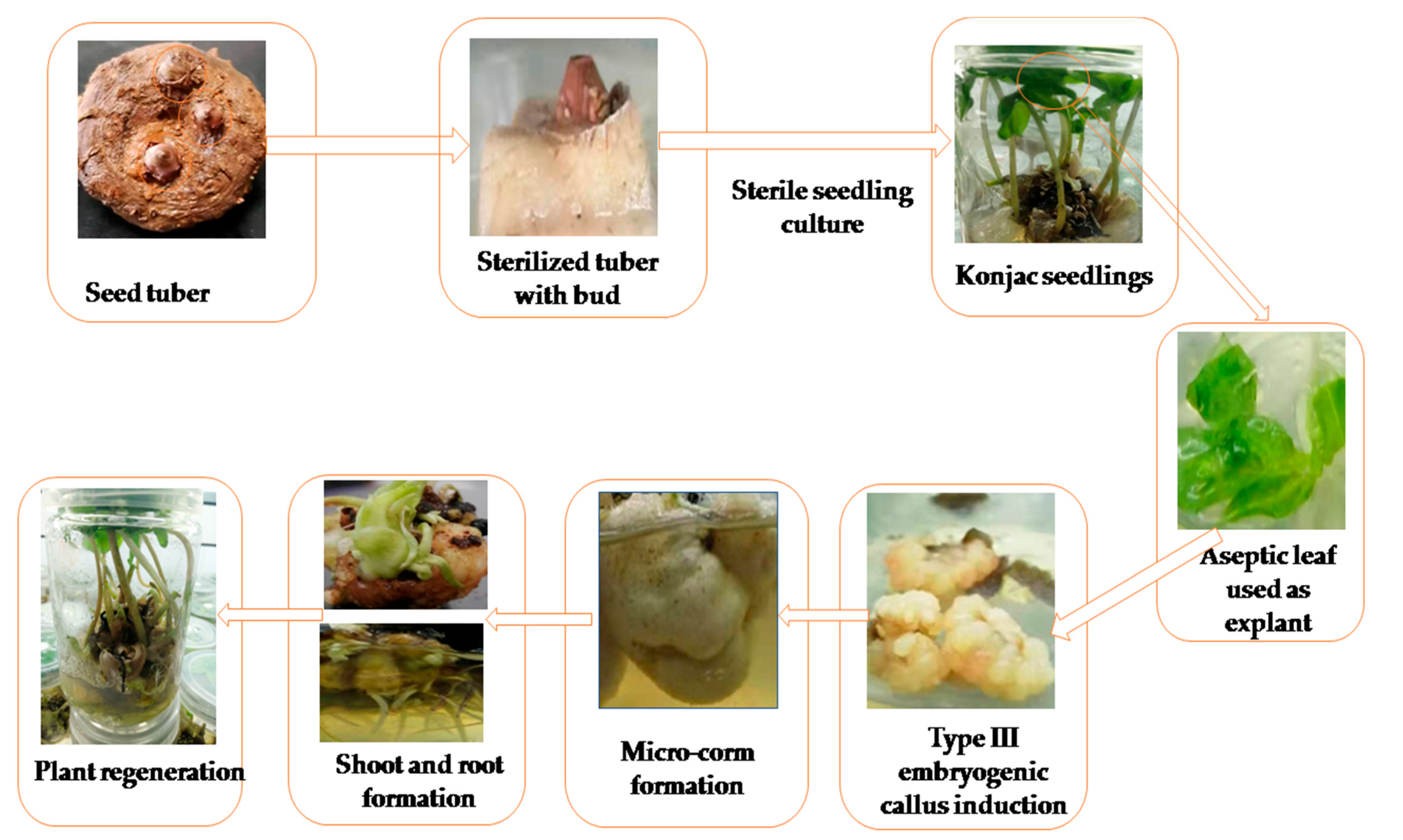 Horticulturae 07 00497 g001
