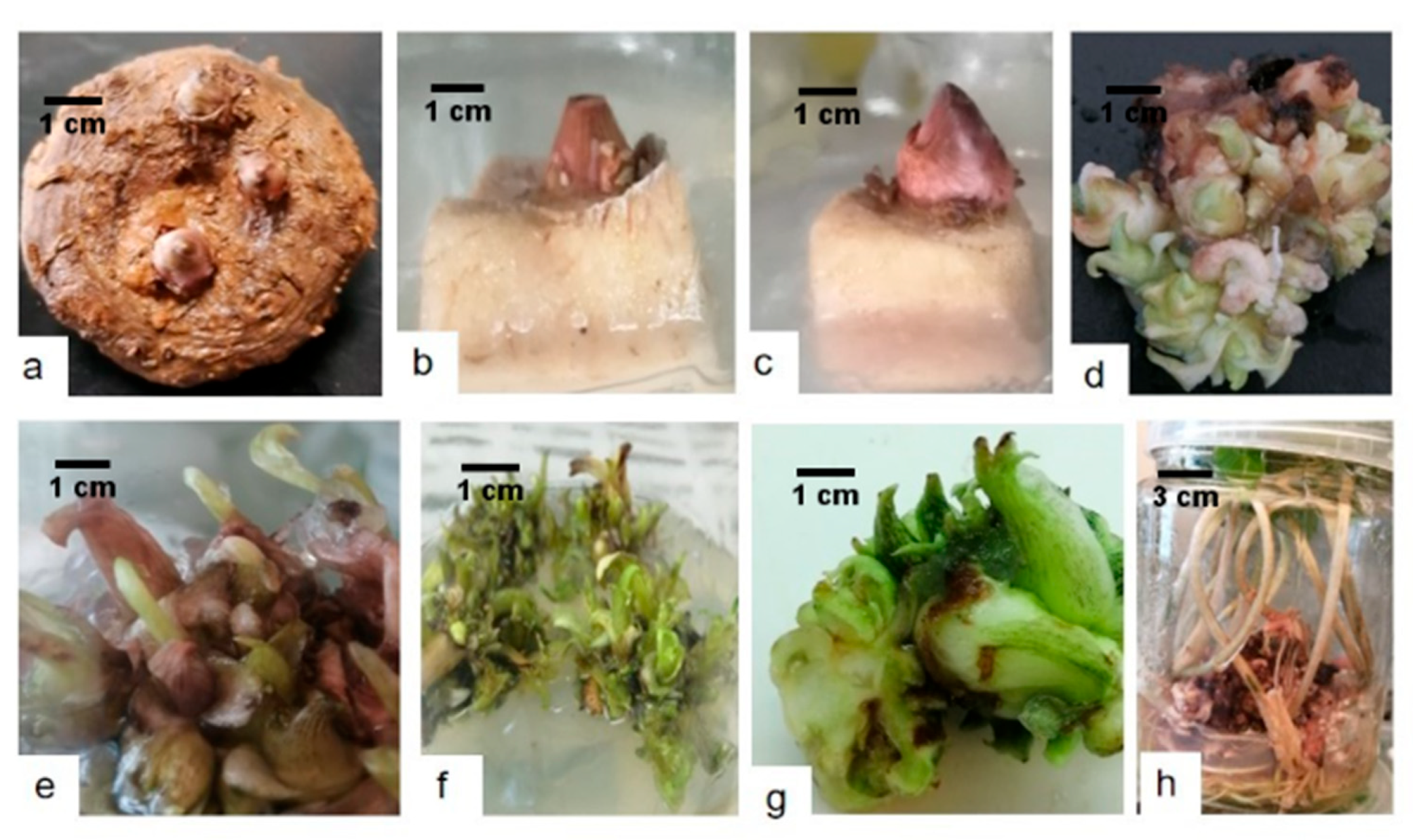 Horticulturae 07 00497 g002