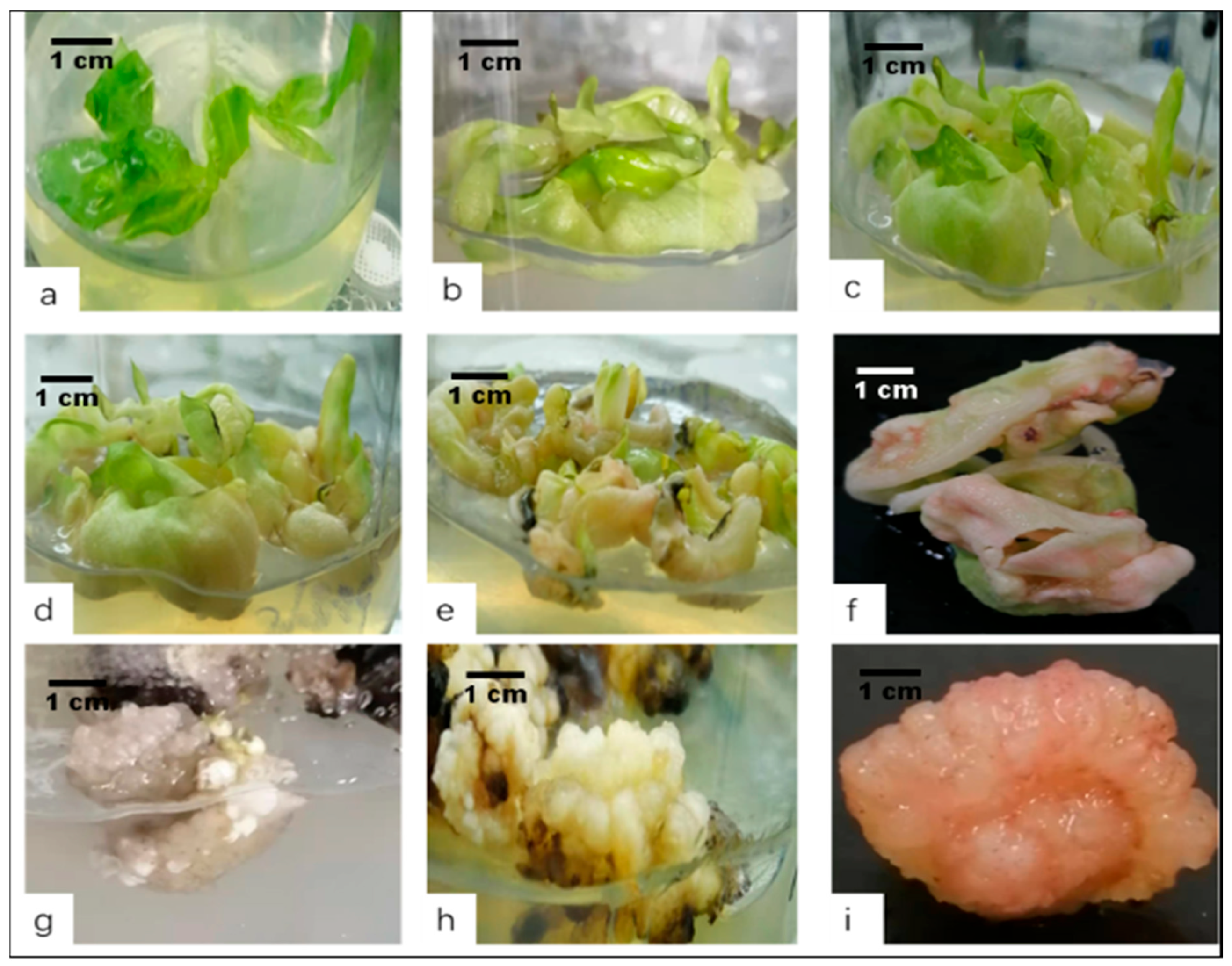Horticulturae 07 00497 g003