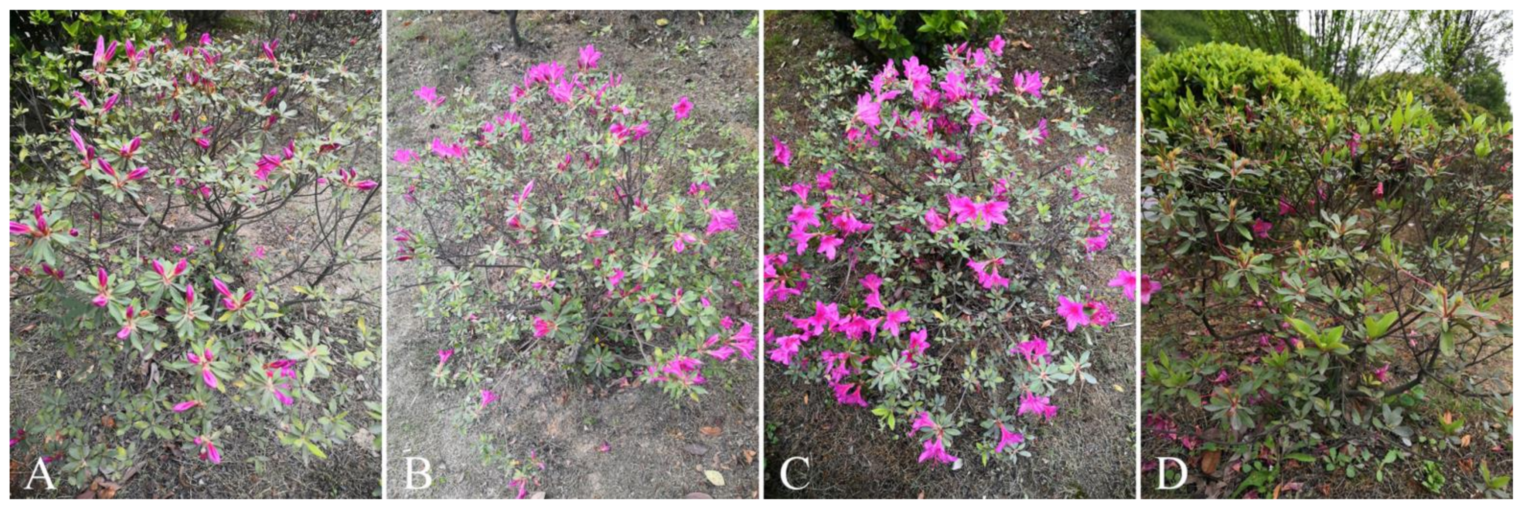 Horticulturae 07 00508 g005 Horticulturae 07 00508 g005