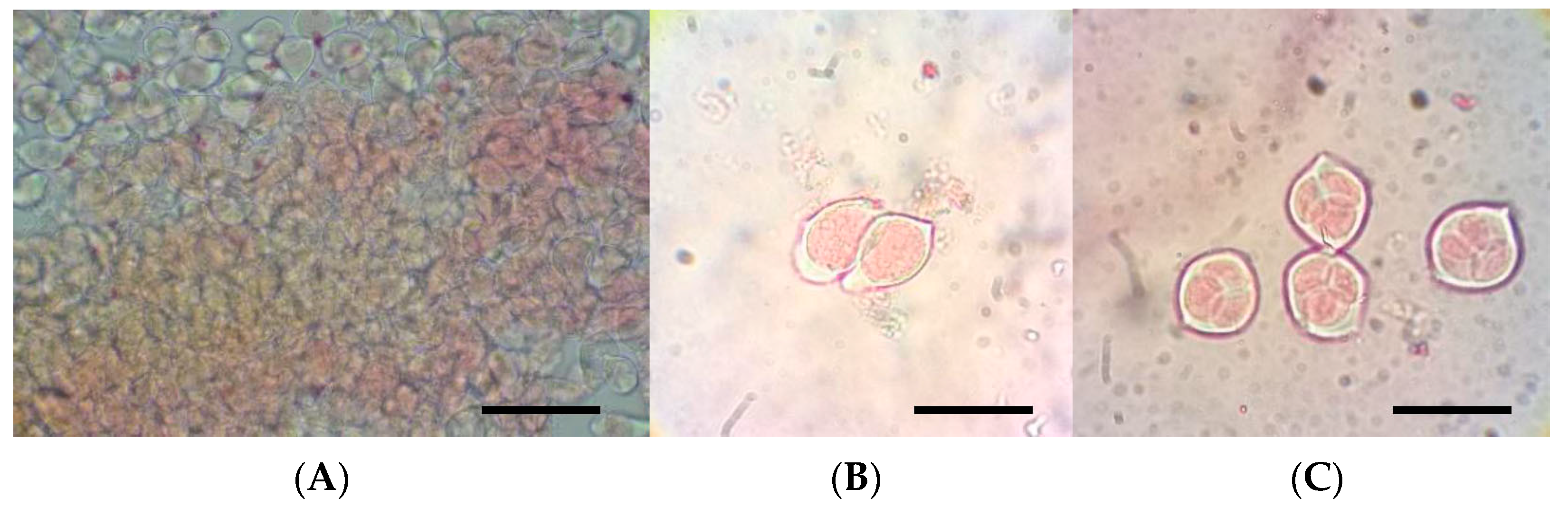 Horticulturae 07 00511 g001