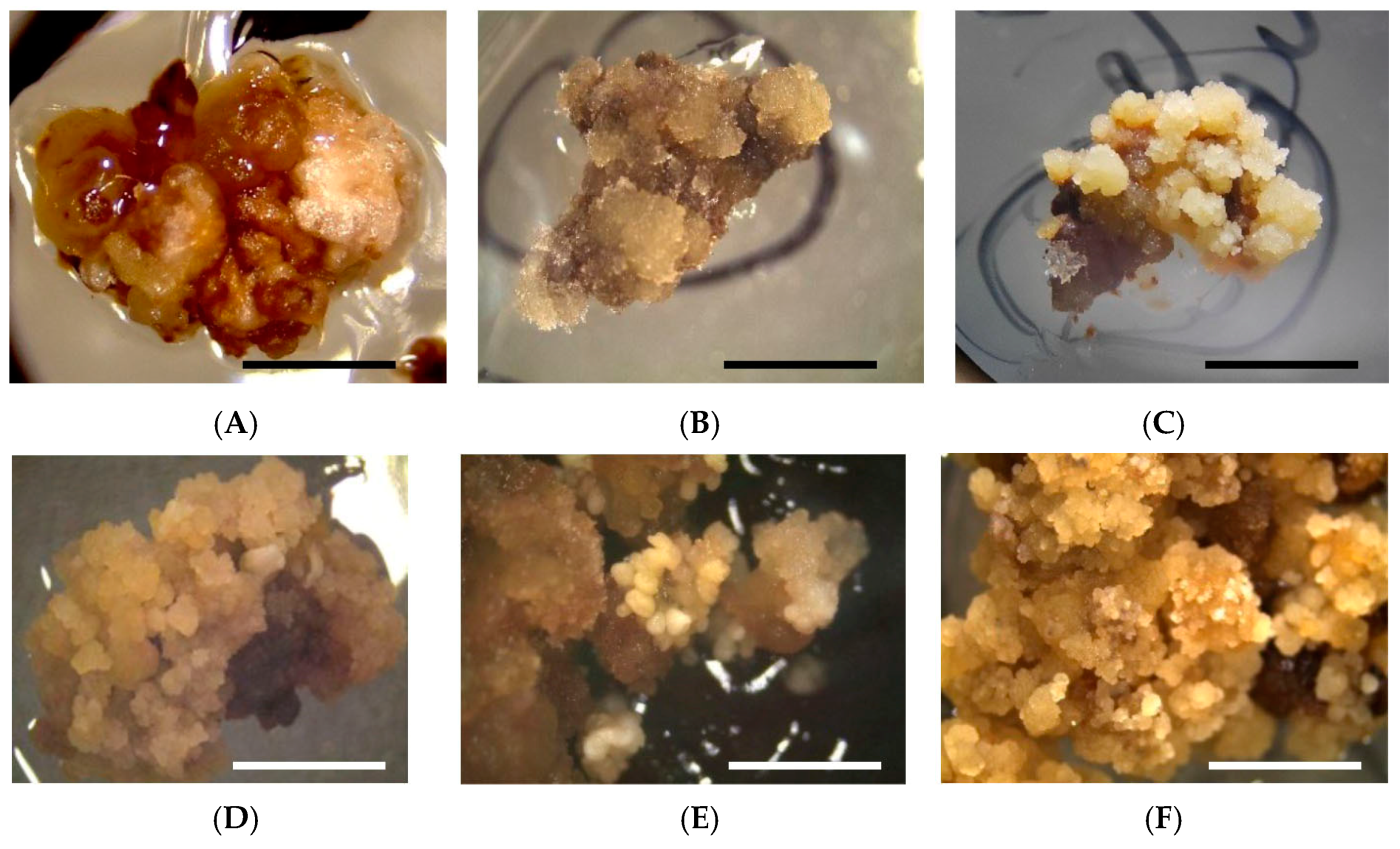 Horticulturae 07 00511 g002