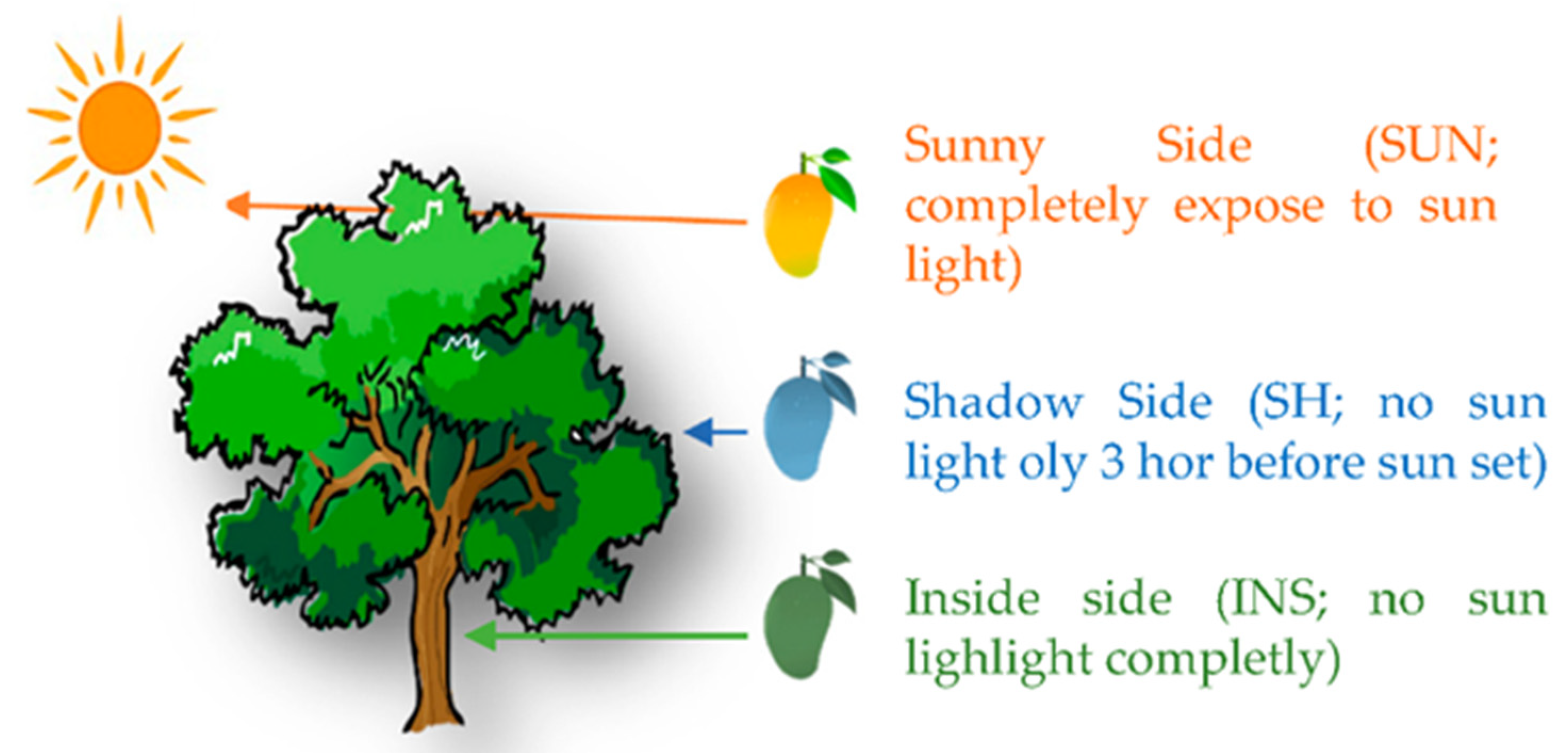 Horticulturae 07 00515 g004