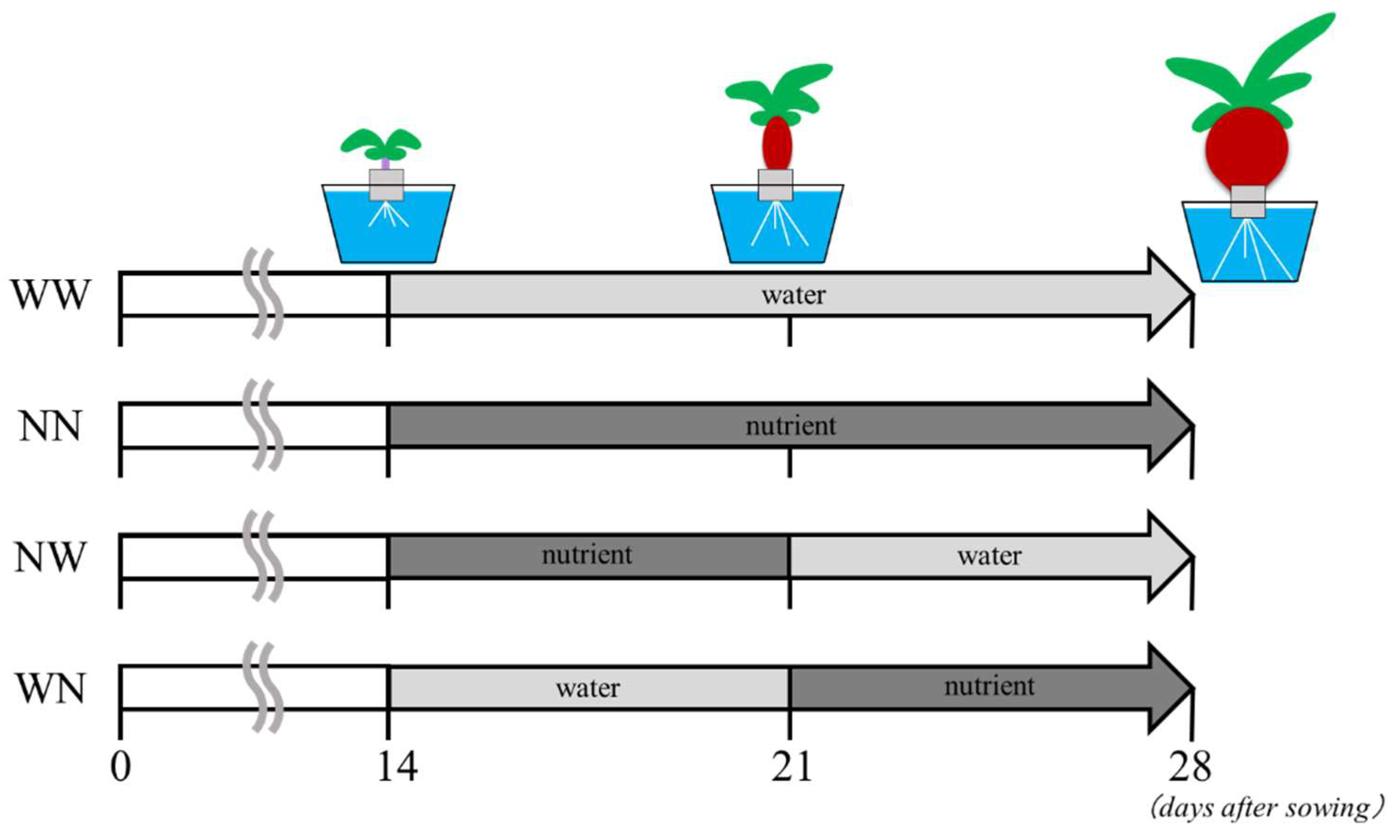 Horticulturae 07 00525 g001 Horticulturae 07 00525 g001