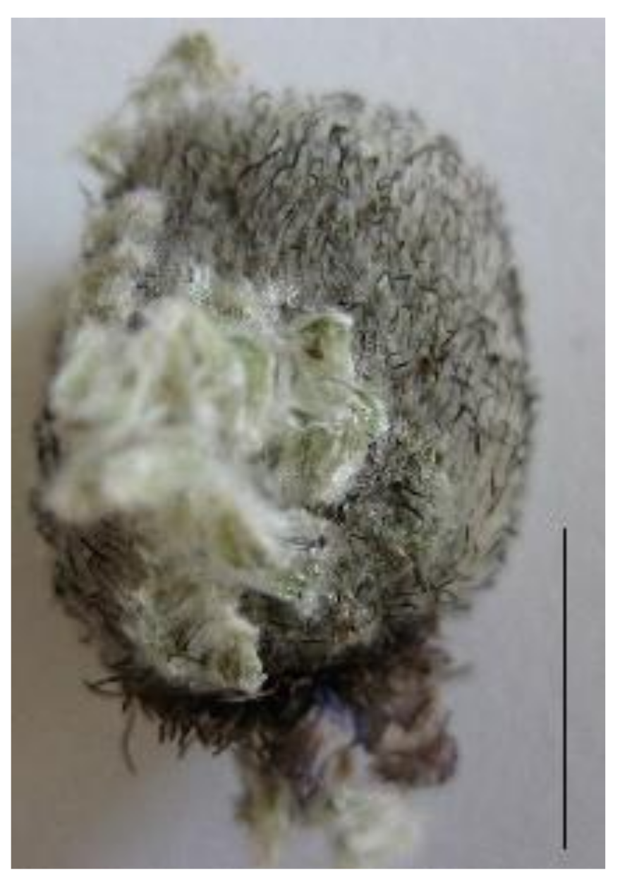 Horticulturae 07 00529 g004