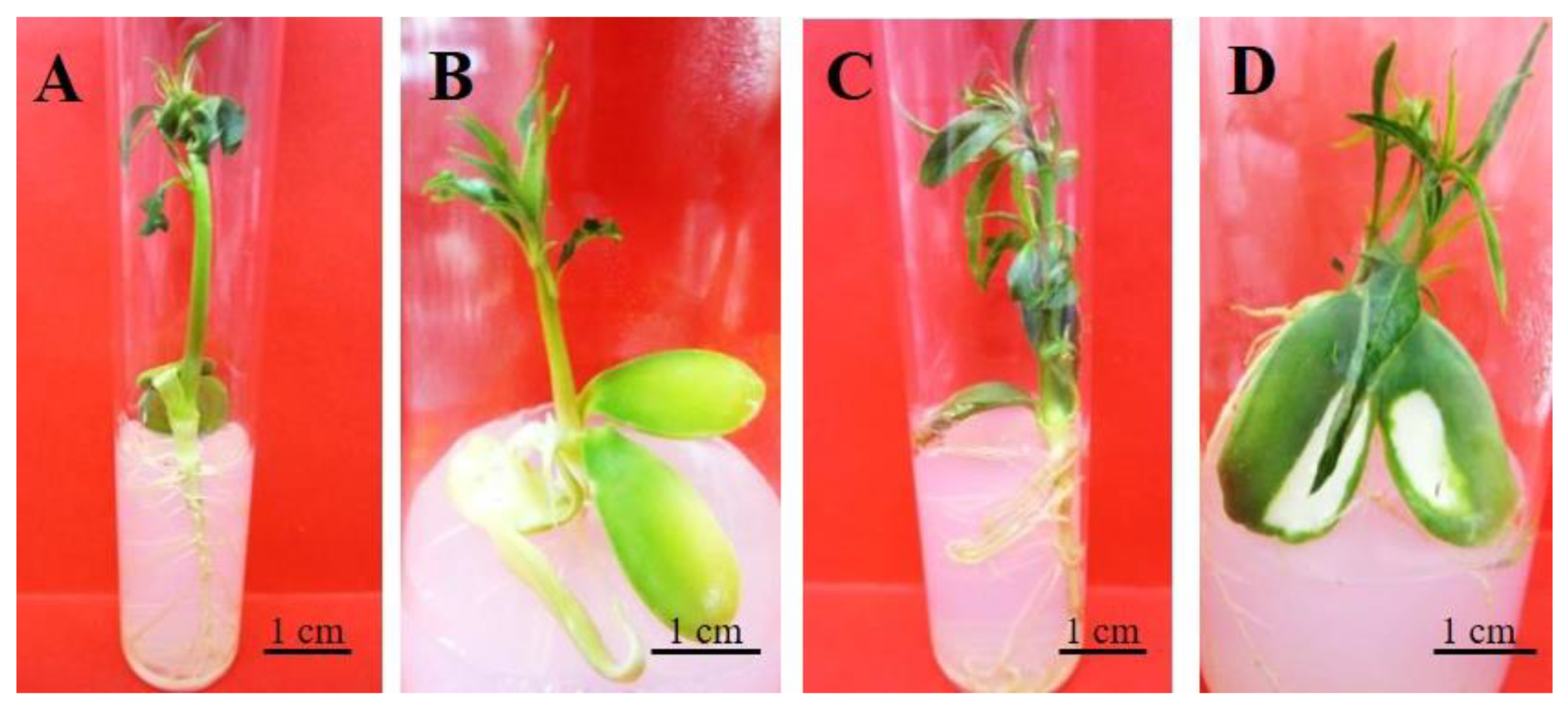 Horticulturae 07 00533 g002