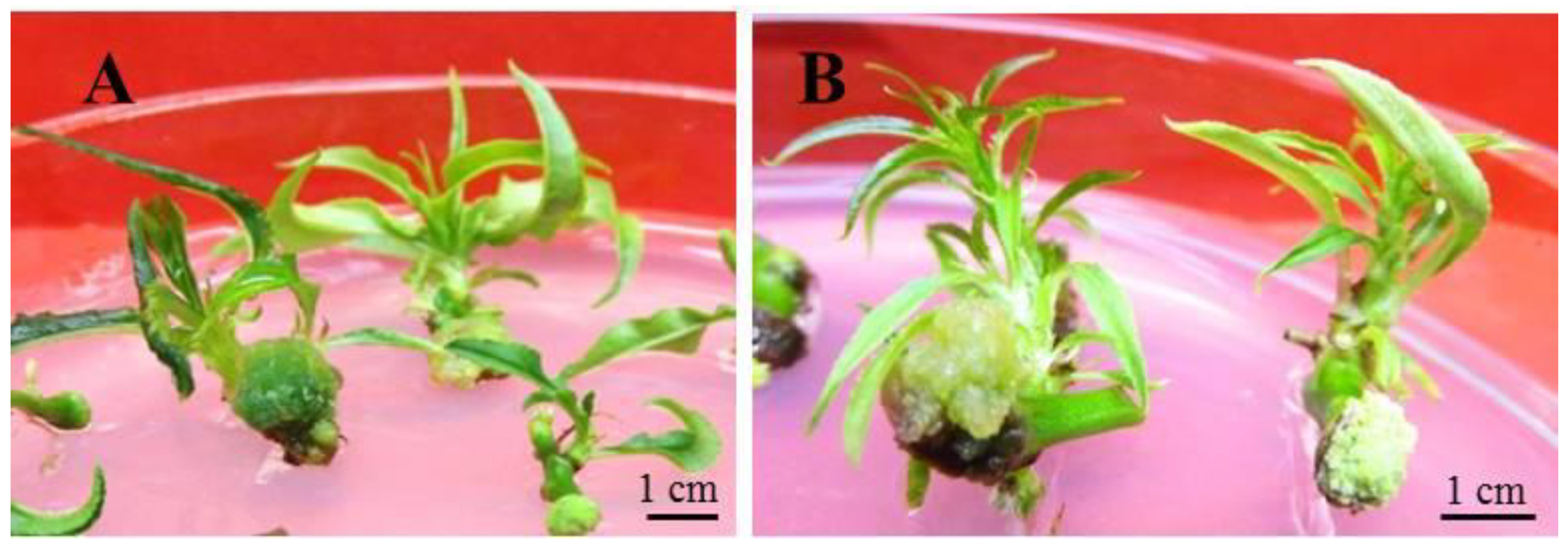 Horticulturae 07 00533 g003