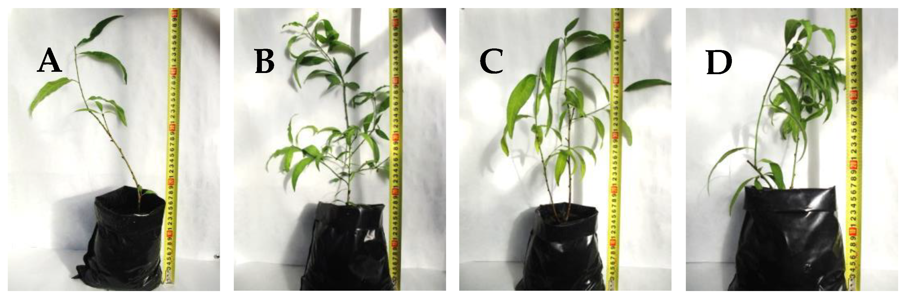 Horticulturae 07 00533 g004