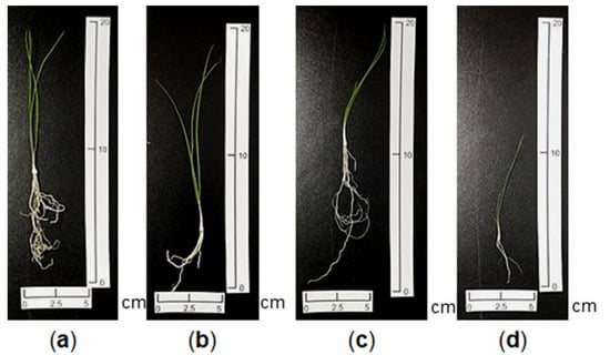 Horticulturae 07 00541 g001