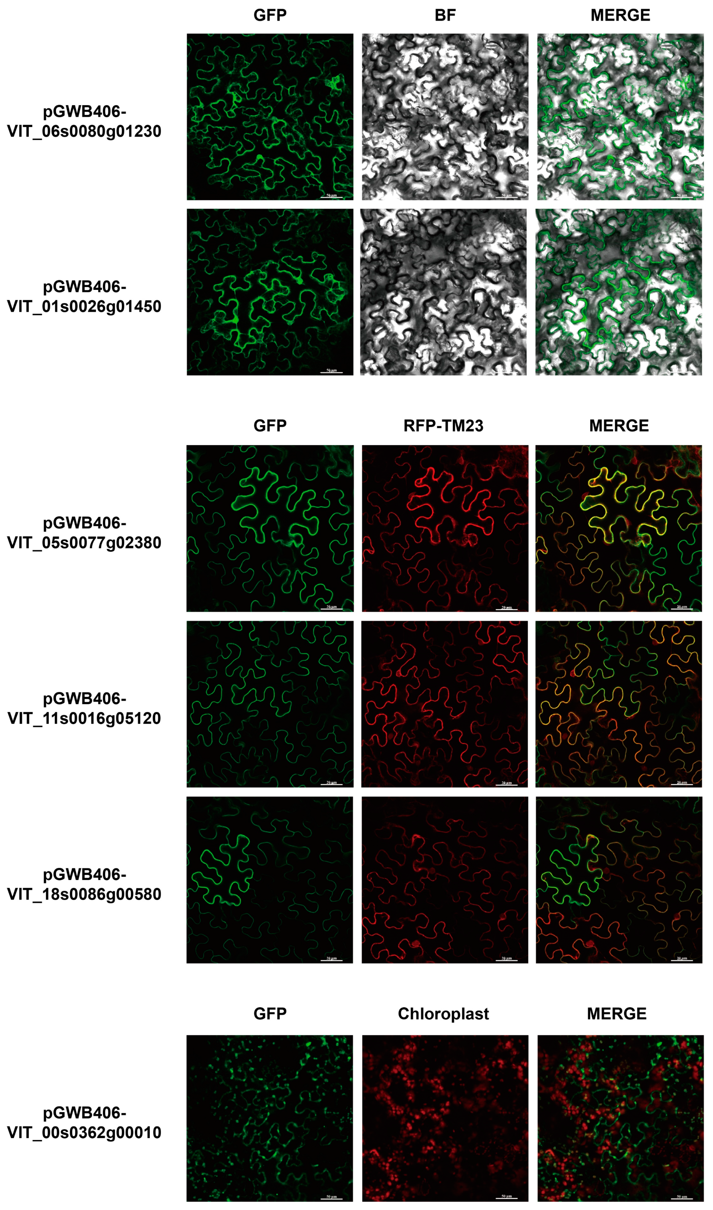 Horticulturae 07 00589 g001