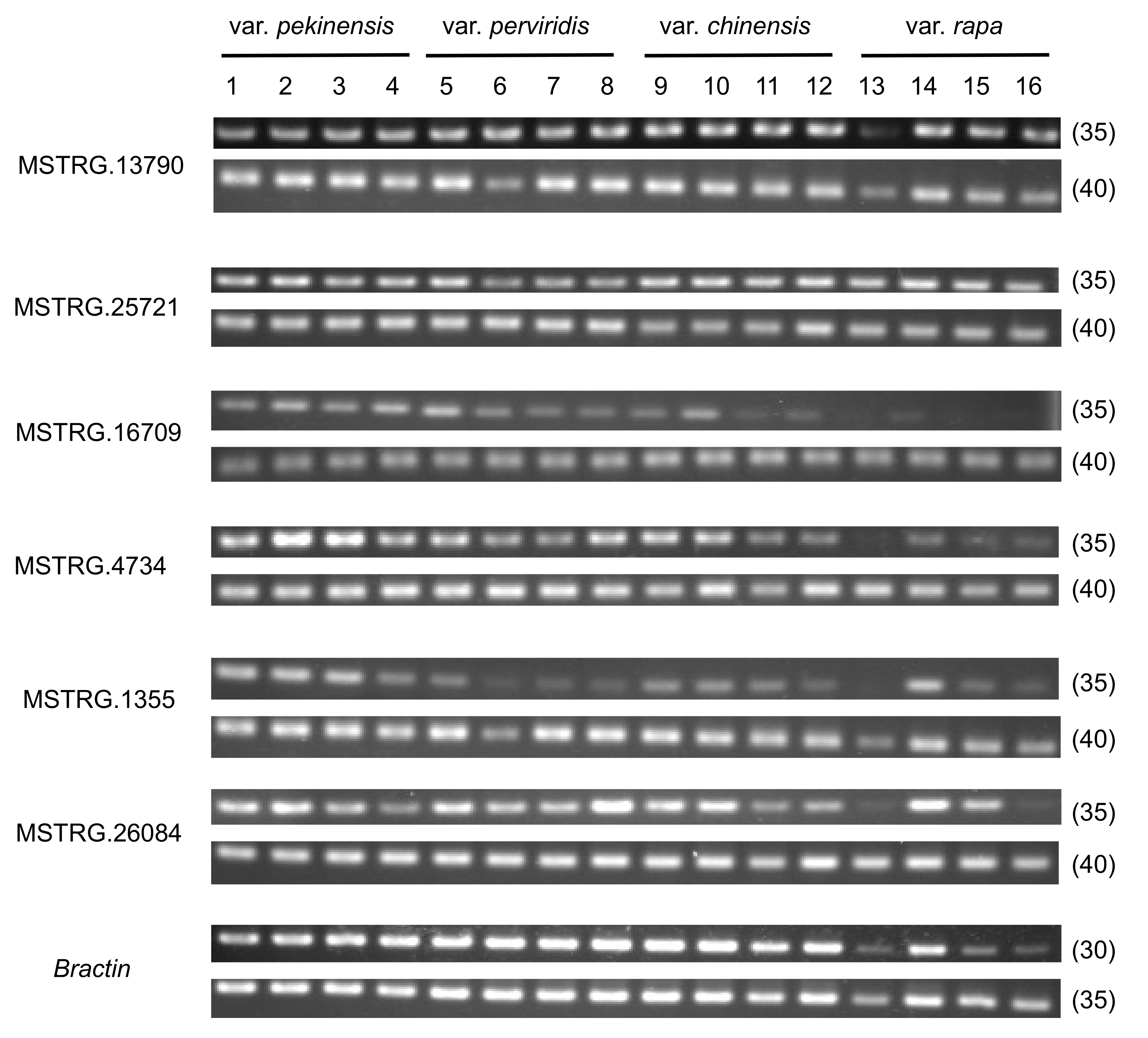 Horticulturae 08 00017 g008