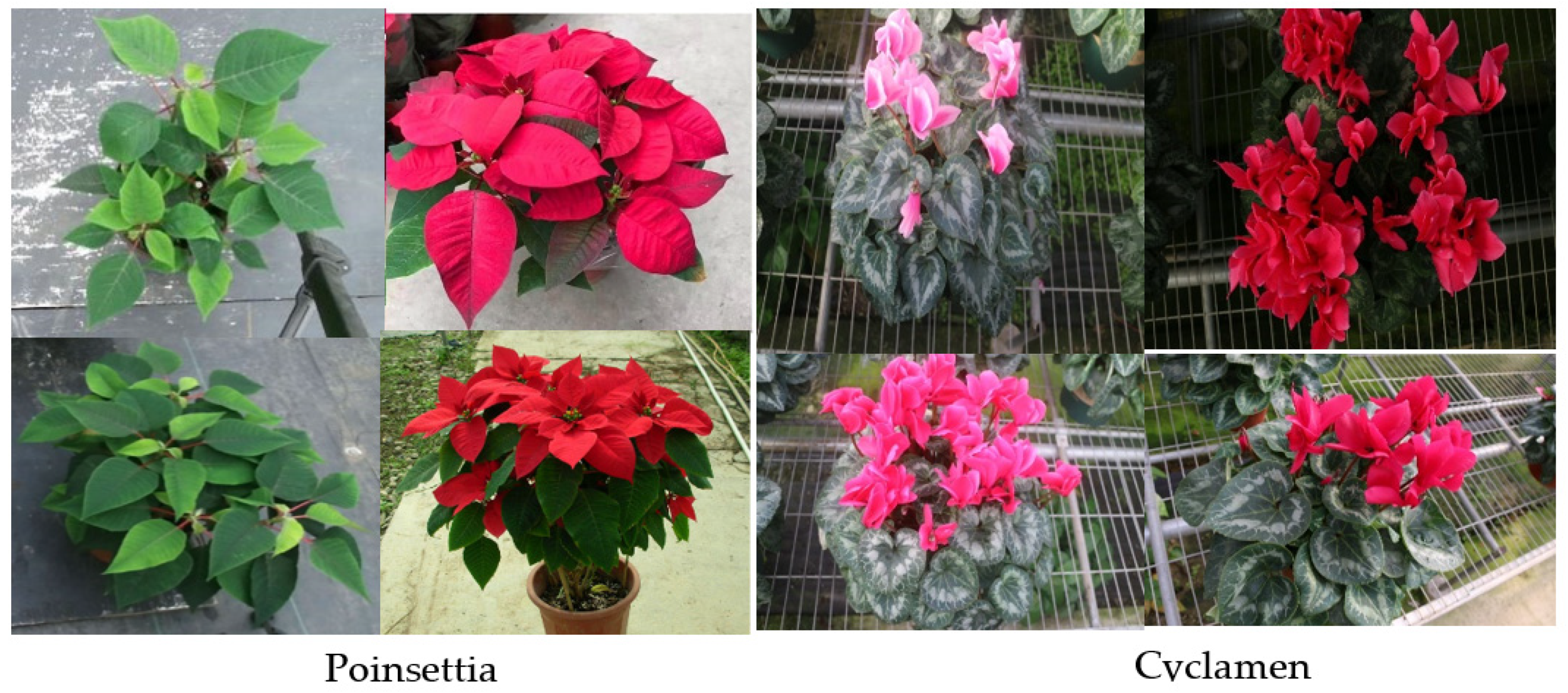 Horticulturae 08 00021 g002