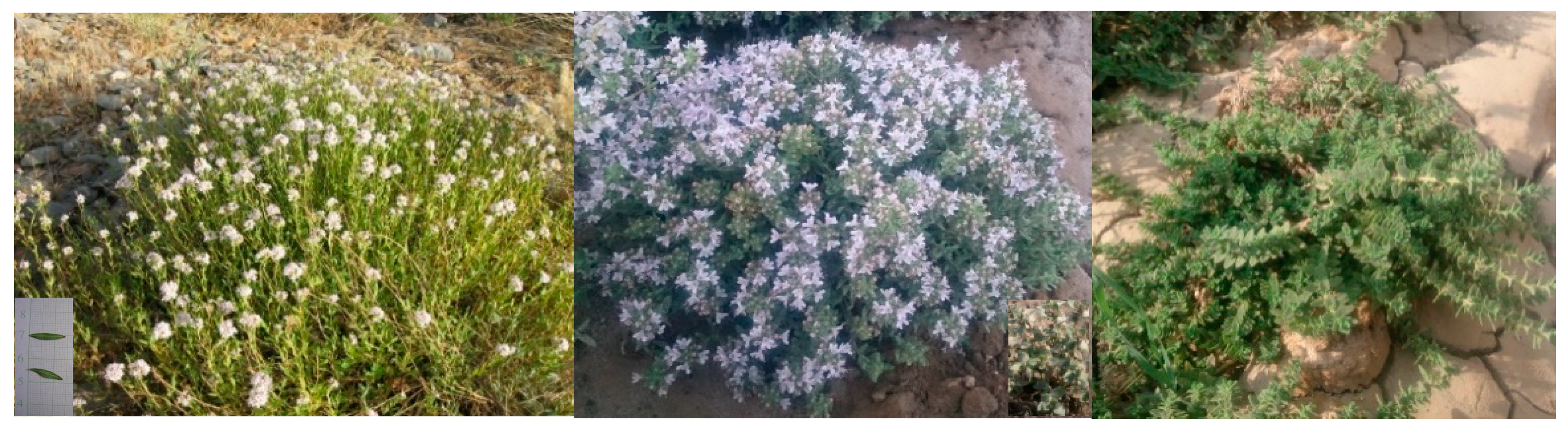 Horticulturae 08 00031 g001 Horticulturae 08 00031 g001