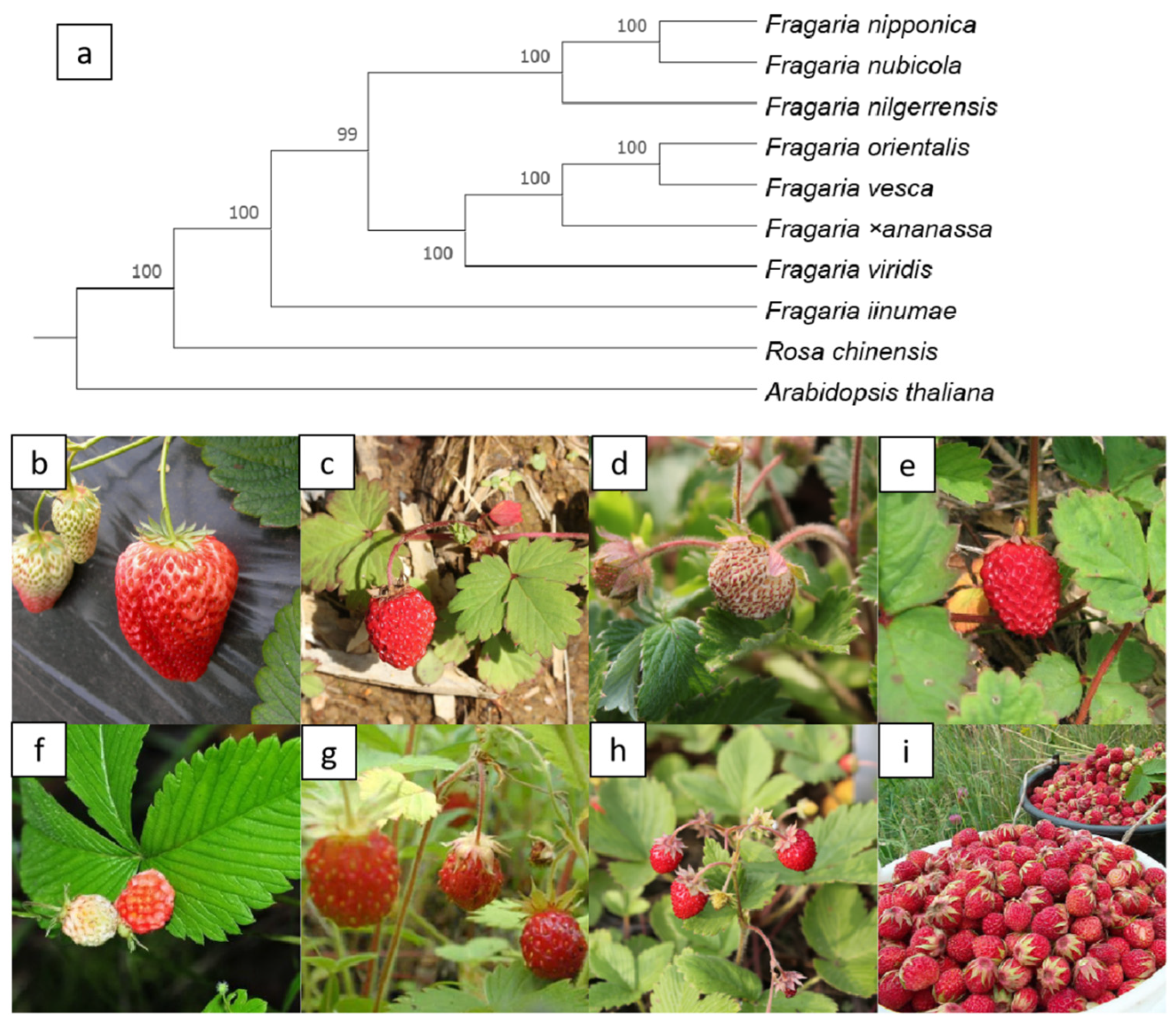 Horticulturae 08 00041 g003