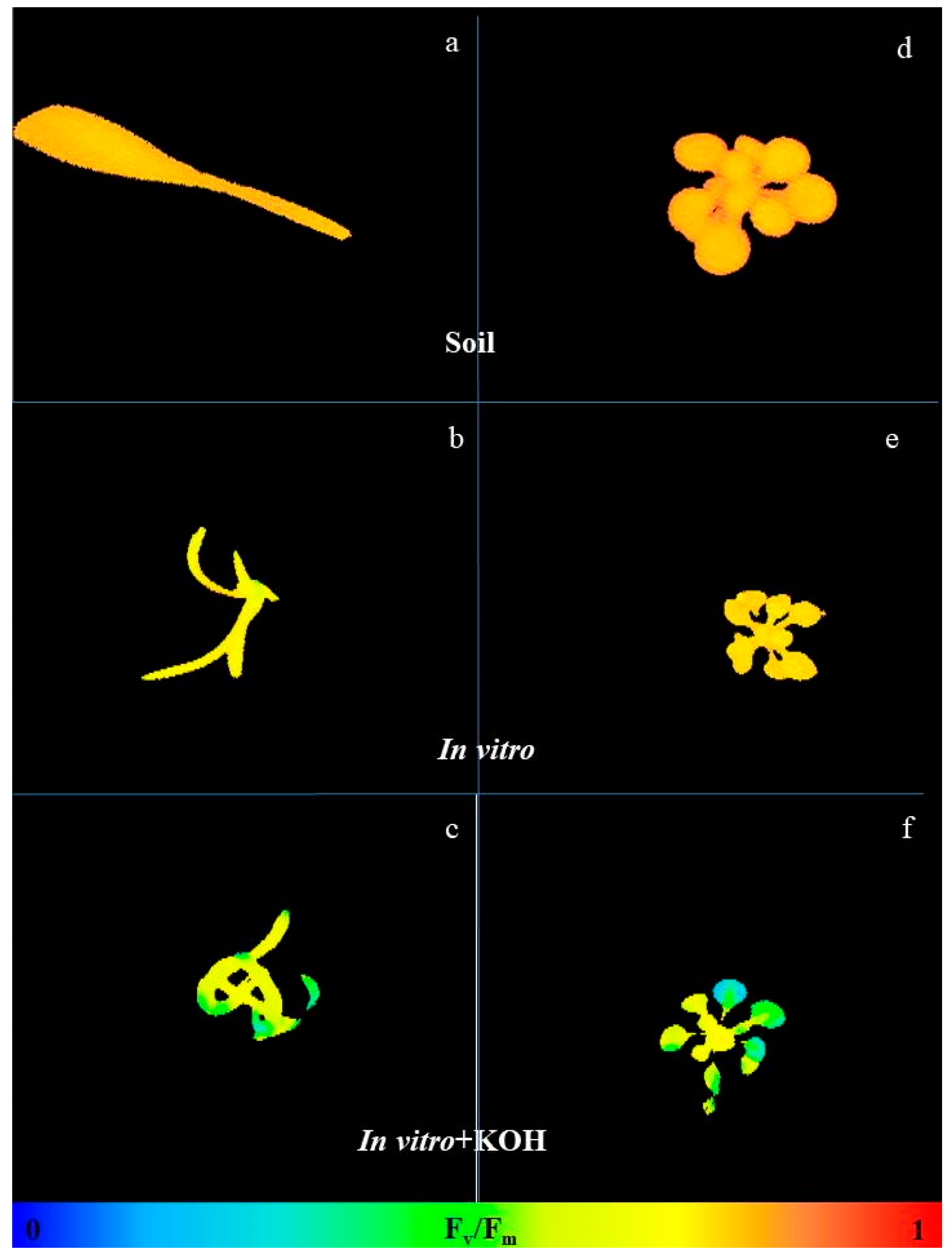Horticulturae 08 00044 g007 Horticulturae 08 00044 g007