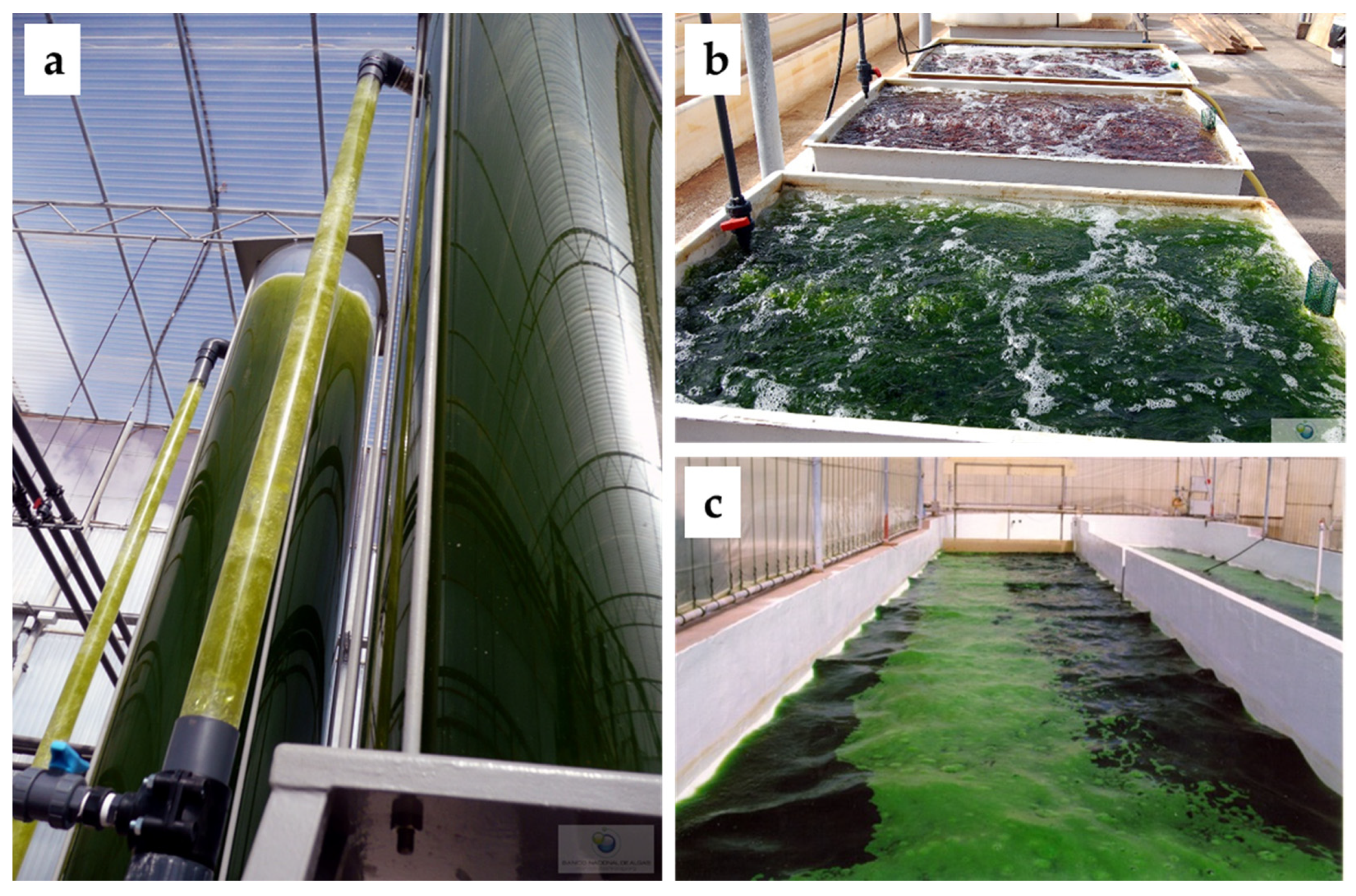 Horticulturae 08 00058 g002