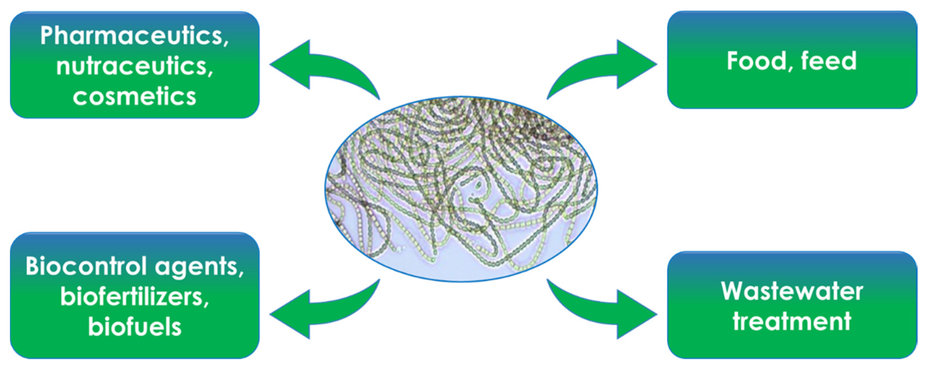 Horticulturae 08 00058 g004