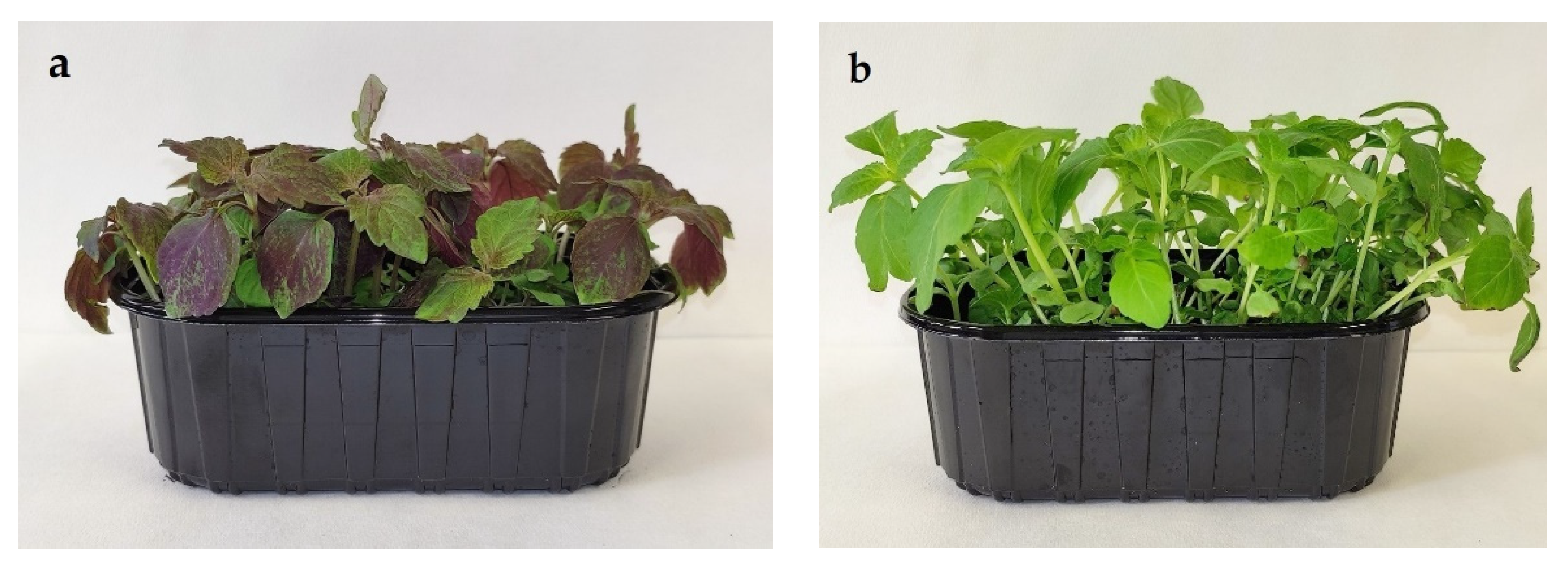 Horticulturae 08 00071 g001