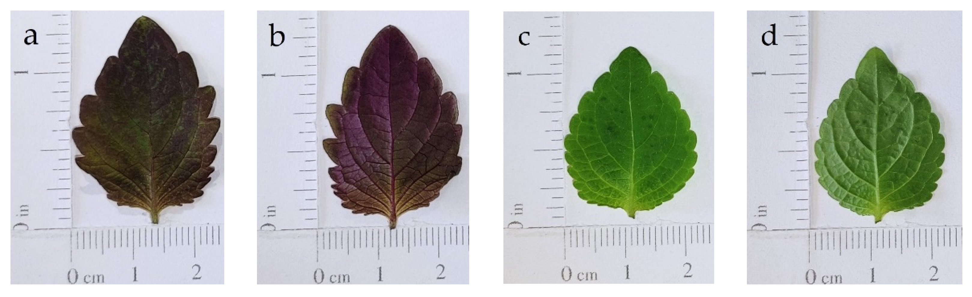 Horticulturae 08 00071 g002