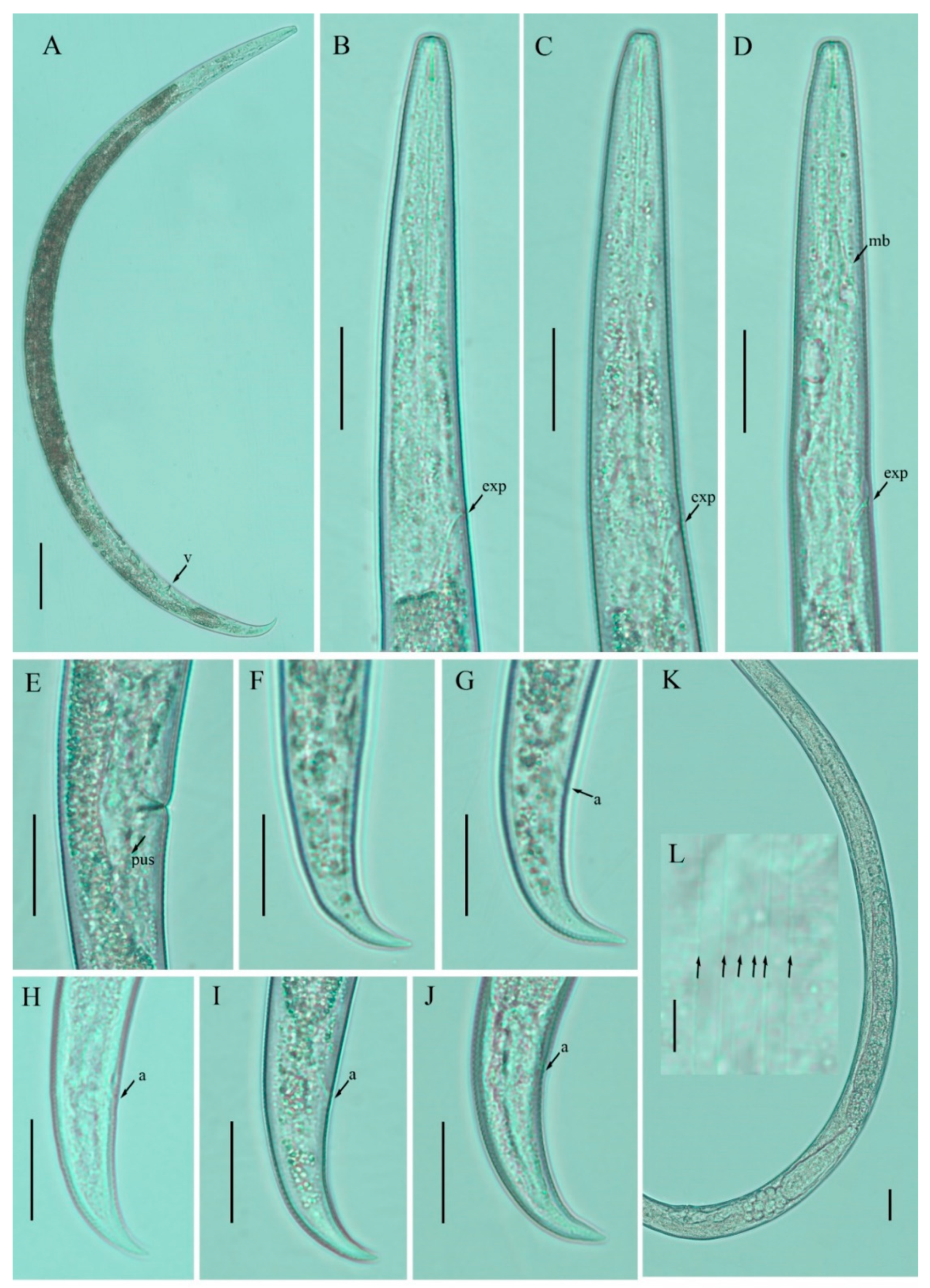 Horticulturae 08 00074 g002
