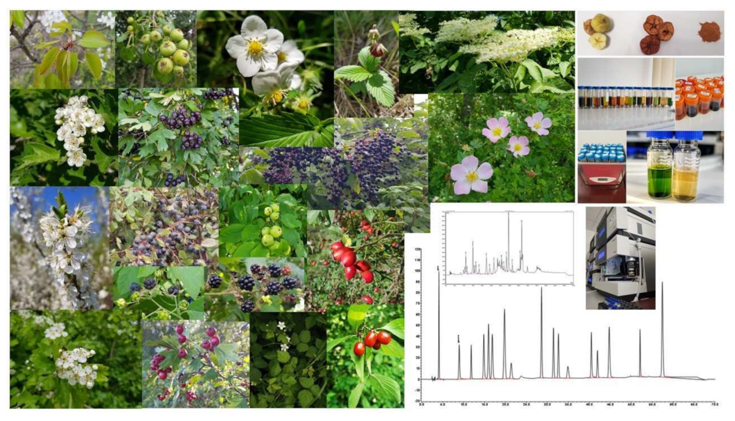 Horticulturae 08 00084 g001