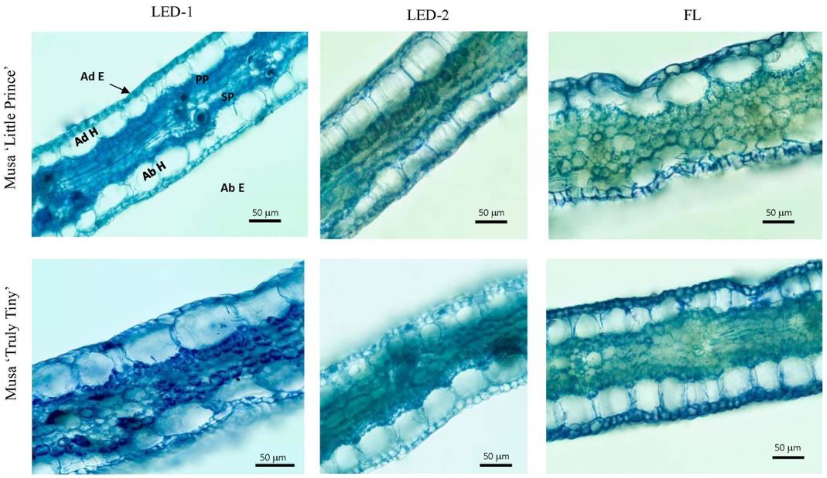 Horticulturae 08 00092 g004