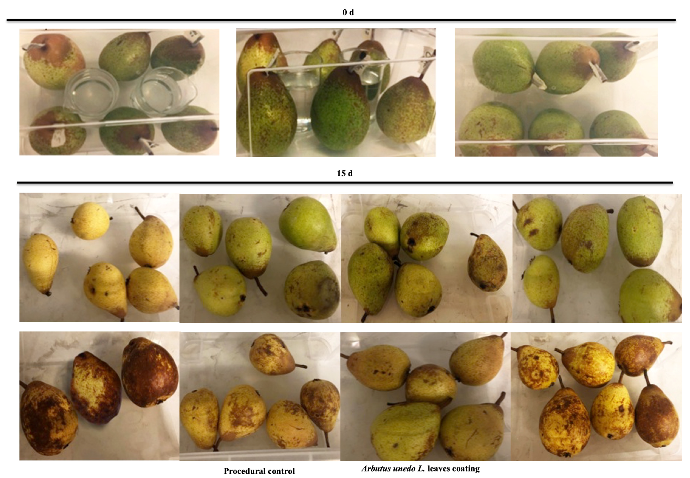 Horticulturae 08 00093 g002