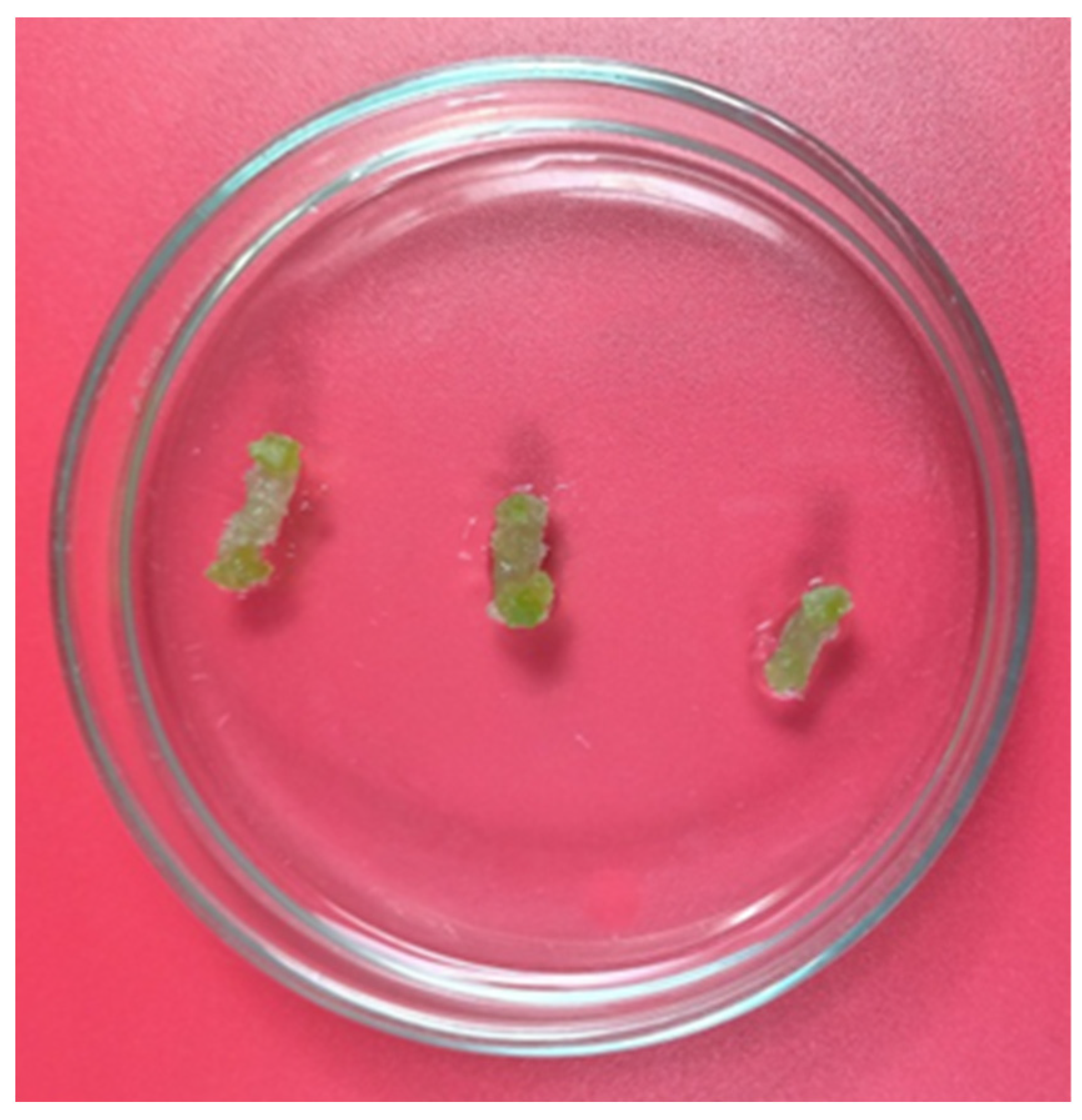 Horticulturae 08 00113 g002