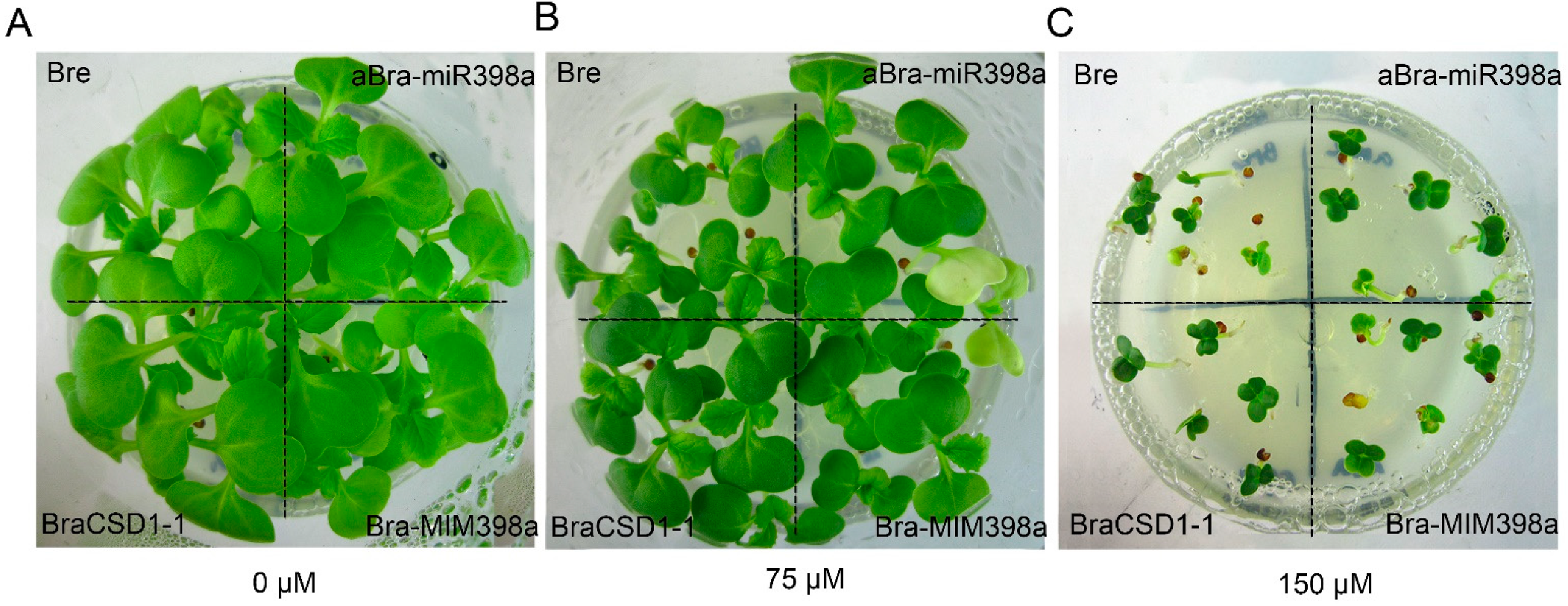 Horticulturae 08 00299 g005 Horticulturae 08 00299 g005